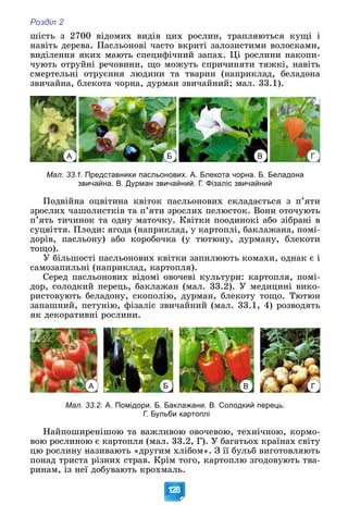 Розділ 2
128
øіñòü ç 2700 âіäîìèõ âèäіâ öèõ ðîñëèí, òðàïëÿþòüñÿ êóùі і
íàâіòü äåðåâà. Ïàñëüîíîâі ÷àñòî âêðèòі çàëîçèñòèìè âîëîñêàìè,
âèäіëåííÿ ÿêèõ ìàþòü ñïåöèôі÷íèé çàïàõ. Öі ðîñëèíè íàêîïè-
÷óþòü îòðóéíі ðå÷îâèíè, ùî ìîæóòü ñïðè÷èíÿòè òÿæêі, íàâіòü
ñìåðòåëüíі îòðóєííÿ ëþäèíè òà òâàðèí (íàïðèêëàä, áåëàäîíà
çâè÷àéíà, áëåêîòà ÷îðíà, äóðìàí çâè÷àéíèé; ìàë. 33.1).
Мал. 33.1. Представники пасльонових. А. Блекота чорна. Б. Беладона
звичайна. В. Дурман звичайний. Г. Фізаліс звичайний
Ïîäâіéíà îöâіòèíà êâіòîê ïàñëüîíîâèõ ñêëàäàєòüñÿ ç ï’ÿòè
çðîñëèõ ÷àøîëèñòêіâ òà ï’ÿòè çðîñëèõ ïåëþñòîê. Âîíè îòî÷óþòü
ï’ÿòü òè÷èíîê òà îäíó ìàòî÷êó. Êâіòêè ïîîäèíîêі àáî çіáðàíі â
ñóöâіòòÿ. Ïëîäè: ÿãîäà (íàïðèêëàä, ó êàðòîïëі, áàêëàæàíà, ïîìі-
äîðіâ, ïàñëüîíó) àáî êîðîáî÷êà (ó òþòþíó, äóðìàíó, áëåêîòè
òîùî).
Ó áіëüøîñòі ïàñëüîíîâèõ êâіòêè çàïèëþþòü êîìàõè, îäíàê є і
ñàìîçàïèëüíі (íàïðèêëàä, êàðòîïëÿ).
Ñåðåä ïàñëüîíîâèõ âіäîìі îâî÷åâі êóëüòóðè: êàðòîïëÿ, ïîìі-
äîð, ñîëîäêèé ïåðåöü, áàêëàæàí (ìàë. 33.2). Ó ìåäèöèíі âèêî-
ðèñòîâóþòü áåëàäîíó, ñêîïîëіþ, äóðìàí, áëåêîòó òîùî. Òþòþí
çàïàøíèé, ïåòóíіþ, ôіçàëіñ çâè÷àéíèé (ìàë. 33.1, 4) ðîçâîäÿòü
ÿê äåêîðàòèâíі ðîñëèíè.
Мал. 33.2. А. Помідори. Б. Баклажани. В. Солодкий перець.
Г. Бульби картоплі
Íàéïîøèðåíіøîþ òà âàæëèâîþ îâî÷åâîþ, òåõíі÷íîþ, êîðìî-
âîþ ðîñëèíîþ є êàðòîïëÿ (ìàë. 33.2, Ã). Ó áàãàòüîõ êðàїíàõ ñâіòó
öþ ðîñëèíó íàçèâàþòü «äðóãèì õëіáîì». Ç її áóëüá âèãîòîâëÿþòü
ïîíàä òðèñòà ðіçíèõ ñòðàâ. Êðіì òîãî, êàðòîïëþ çãîäîâóþòü òâà-
ðèíàì, іç íåї äîáóâàþòü êðîõìàëü.
Г
А Б В
Г
А Б В
 