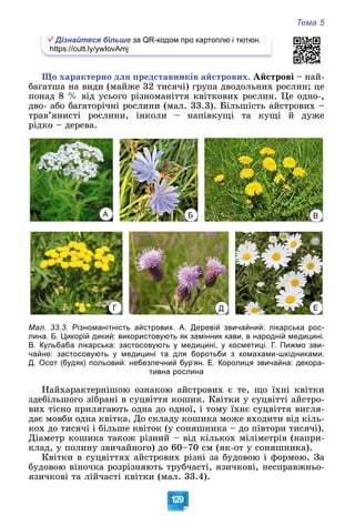 Тема 5
129
Дізнайтеся більше за QR-кодом про картоплю і тютюн.
https://cutt.ly/ywIovAmj
Ùî õàðàêòåðíî äëÿ ïðåäñòàâíèêіâ àéñòðîâèõ. Àéñòðîâі – íàé-
áàãàòøà íà âèäè (ìàéæå 32 òèñÿ÷і) ãðóïà äâîäîëüíèõ ðîñëèí; öå
ïîíàä 8 % âіä óñüîãî ðіçíîìàíіòòÿ êâіòêîâèõ ðîñëèí. Öå îäíî-,
äâî- àáî áàãàòîðі÷íі ðîñëèíè (ìàë. 33.3). Áіëüøіñòü àéñòðîâèõ –
òðàâ’ÿíèñòі ðîñëèíè, іíêîëè – íàïіâêóùі òà êóùі é äóæå
ðіäêî – äåðåâà.
Мал. 33.3. Різноманітність айстрових. А. Деревій звичайний: лікарська рос-
лина. Б. Цикорій дикий: використовують як замінник кави, в народній медицині.
В. Кульбаба лікарська: застосовують у медицині, у косметиці. Г. Пижмо зви-
чайне: застосовують у медицині та для боротьби з комахами-шкідниками.
Д. Осот (будяк) польовий: небезпечний бур’ян. Е. Королиця звичайна: декора-
тивна рослина
Íàéõàðàêòåðíіøîþ îçíàêîþ àéñòðîâèõ є òå, ùî їõíі êâіòêè
çäåáіëüøîãî çіáðàíі â ñóöâіòòÿ êîøèê. Êâіòêè ó ñóöâіòòі àéñòðî-
âèõ òіñíî ïðèëÿãàþòü îäíà äî îäíîї, і òîìó їõíє ñóöâіòòÿ âèãëÿ-
äàє ìîâáè îäíà êâіòêà. Äî ñêëàäó êîøèêà ìîæå âõîäèòè âіä êіëü-
êîõ äî òèñÿ÷і і áіëüøå êâіòîê (ó ñîíÿøíèêà – äî ïіâòîðè òèñÿ÷і).
Äіàìåòð êîøèêà òàêîæ ðіçíèé – âіä êіëüêîõ ìіëіìåòðіâ (íàïðè-
êëàä, ó ïîëèíó çâè÷àéíîãî) äî 60–70 ñì (ÿê-îò ó ñîíÿøíèêà).
Êâіòêè â ñóöâіòòÿõ àéñòðîâèõ ðіçíі çà áóäîâîþ і ôîðìîþ. Çà
áóäîâîþ âіíî÷êà ðîçðіçíÿþòü òðóá÷àñòі, ÿçè÷êîâі, íåñïðàâæíüî-
ÿçè÷êîâі òà ëіé÷àñòі êâіòêè (ìàë. 33.4).
А Б В
Г Д Е
 