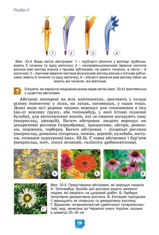 Розділ 2
130
Мал. 33.4. Види квіток айстрових: 1 – трубчасті (віночок у вигляді трубочки,
мають 5 тичинок та одну маточку); 2 – несправжньоязичкові (верхня частина
віночка має вигляд язичка з трьома зубчиками; не мають тичинок, а часто – й
маточки); 3 – язичкові (верхня частина віночка має вигляд язичка з п’ятьма зубчи-
ками; мають 5 тичинок та одну маточку); 4 – лійчасті (віночок має вигляд лійки; не
мають ані тичинок, ані маточки)
З’ясуйте, які варіанти поєднання різних видів квіток (мал. 33.4) трапляються
у суцвіттях айстрових.
Àéñòðîâі ïîøèðåíі íà âñіõ êîíòèíåíòàõ, çðîñòàþòü ó ñêëàäі
ðіçíèõ åêîñèñòåì: ó ëіñàõ, íà ëóêàõ, ïàñîâèùàõ, ó ñàäàõ òîùî.
Äåÿêі âèäè öієї ðîäèíè ëþäèíà âèðîùóє äëÿ ñïîæèâàííÿ â їæó
(ÿê-îò çåìëÿíó ãðóøó, àáî òîïіíàìáóð, ó ÿêîї їñòіâíі ïіäçåìíі
áóëüáè), äëÿ âèãîòîâëåííÿ íàïîїâ, ÿêі çà ñìàêîì íàãàäóþòü êàâó
(íàïðèêëàä, öèêîðіé). Áàãàòî àéñòðîâèõ ëþäèíà âèðîùóє ÿê
äåêîðàòèâíі ðîñëèíè (÷îðíîáðèâöі, õðèçàíòåìè, àéñòðè, ðîìàø-
êè, æîðæèíè, ãåðáåðè). Áàãàòî àéñòðîâèõ – ëіêàðñüêі ðîñëèíè
(íàïðèêëàä, ðîìàøêà ëіêàðñüêà, ïèæìî, äåðåâіé, êóëüáàáà, íàãіä-
êè, åõіíàöåÿ ïóðïóðîâà) (ìàë. 33.5). Є ñåðåä àéñòðîâèõ і áóð’ÿíè
(íàïðèêëàä, îñîò, ëîïóõ âåëèêèé, ãàëіíñîãà äðіáíîêâіòêîâà).
Мал. 33.5. Представники айстрових, які вирощує людина.
А. Топінамбур: бульби цієї рослини радять вживати
людям, які хворіють на цукровий діабет. Б. Гербера:
популярна декоративна рослина. В. Ехінацея пурпурова:
її вирощують як лікарську та декоративну рослину.
Г. Відкасник татарниколистий (дев’ятисил татарниколис-
тий); вид, занесено до Червоної книги України, кошики
в діаметрі 25–30 см
1 2 3 4
А Б В
Г
 
