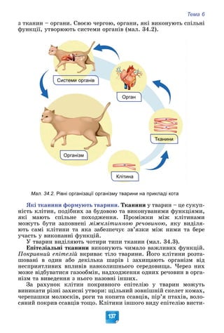 Тема 6
137
ç òêàíèí – îðãàíè. Ñâîєþ ÷åðãîþ, îðãàíè, ÿêі âèêîíóþòü ñïіëüíі
ôóíêöії, óòâîðþþòü ñèñòåìè îðãàíіâ (ìàë. 34.2).
Системи органів
Тканини
Організм
Орган
Клітина
Мал. 34.2. Рівні організації організму тварини на прикладі кота
ßêі òêàíèíè ôîðìóþòü òâàðèíè. Òêàíèíè ó òâàðèí – öå ñóêóï-
íіñòü êëіòèí, ïîäіáíèõ çà áóäîâîþ òà âèêîíóâàíèìè ôóíêöіÿìè,
ÿêі ìàþòü ñïіëüíå ïîõîäæåííÿ. Ïðîìіæêè ìіæ êëіòèíàìè
ìîæóòü áóòè çàïîâíåíі ìіæêëіòèííîþ ðå÷îâèíîþ, ÿêó âèäіëÿ-
þòü ñàìі êëіòèíè òà ÿêà çàáåçïå÷óє çâ’ÿçêè ìіæ íèìè òà áåðå
ó÷àñòü ó âèêîíàííі ôóíêöіé.
Ó òâàðèí âèäіëÿþòü ÷îòèðè òèïè òêàíèí (ìàë. 34.3).
Åïіòåëіàëüíі òêàíèíè âèêîíóþòü ÷èìàëî âàæëèâèõ ôóíêöіé.
Ïîêðèâíèé åïіòåëіé âêðèâàє òіëî òâàðèíè. Éîãî êëіòèíè ðîçòà-
øîâàíі â îäèí àáî äåêіëüêà øàðіâ і çàõèùàþòü îðãàíіçì âіä
íåñïðèÿòëèâèõ âïëèâіâ íàâêîëèøíüîãî ñåðåäîâèùà. ×åðåç íèõ
ìîæå âіäáóâàòèñÿ ãàçîîáìіí, íàäõîäæåííÿ îäíèõ ðå÷îâèí â îðãà-
íіçì òà âèâåäåííÿ ç íüîãî íàçîâíі іíøèõ.
Çà ðàõóíîê êëіòèí ïîêðèâíîãî åïіòåëіþ ó òâàðèí ìîæóòü
âèíèêàòè ðіçíі çàõèñíі óòâîðè: ùіëüíèé çîâíіøíіé ñêåëåò êîìàõ,
÷åðåïàøêè ìîëþñêіâ, ðîãè òà êîïèòà ññàâöіâ, ïіð’ÿ ïòàõіâ, âîëî-
ñÿíèé ïîêðèâ ññàâöіâ òîùî. Êëіòèíè іíøîãî âèäó åïіòåëіþ âèñòè-
 