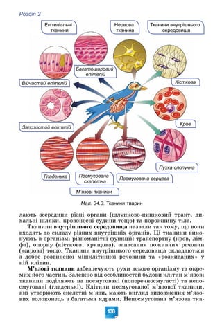 Розділ 2
138
Мал. 34.3. Тканини тварин
ëàþòü çñåðåäèíè ðіçíі îðãàíè (øëóíêîâî-êèøêîâèé òðàêò, äè-
õàëüíі øëÿõè, êðîâîíîñíі ñóäèíè òîùî) òà ïîðîæíèíó òіëà.
Òêàíèíè âíóòðіøíüîãî ñåðåäîâèùà íàçâàëè òàê òîìó, ùî âîíè
âõîäÿòü äî ñêëàäó ðіçíèõ âíóòðіøíіõ îðãàíіâ. Öі òêàíèíè âèêî-
íóþòü â îðãàíіçìі ðіçíîìàíіòíі ôóíêöії: òðàíñïîðòíó (êðîâ, ëіì-
ôà), îïîðíó (êіñòêîâà, õðÿùîâà), çàïàñàííÿ ïîæèâíèõ ðå÷îâèí
(æèðîâà) òîùî. Òêàíèíè âíóòðіøíüîãî ñåðåäîâèùà ñêëàäàþòüñÿ
ç äîáðå ðîçâèíåíîї ìіæêëіòèííîї ðå÷îâèíè òà «ðîçêèäàíèõ» ó
íіé êëіòèí.
Ì’ÿçîâі òêàíèíè çàáåçïå÷óþòü ðóõè âñüîãî îðãàíіçìó òà îêðå-
ìèõ éîãî ÷àñòèí. Çàëåæíî âіä îñîáëèâîñòåé áóäîâè êëіòèí ì’ÿçîâі
òêàíèíè ïîäіëÿþòü íà ïîñìóãîâàíі (ïîïåðå÷íîñìóãàñòі) òà íåïî-
ñìóãîâàíі (ãëàäåíüêі). Êëіòèíè ïîñìóãîâàíîї ì’ÿçîâîї òêàíèíè,
ÿêі óòâîðþþòü ñêåëåòíі ì’ÿçè, ìàþòü âèãëÿä âèäîâæåíèõ ì’ÿçî-
âèõ âîëîêîíåöü ç áàãàòüìà ÿäðàìè. Íåïîñìóãîâàíà ì’ÿçîâà òêà-
М’язові тканини
Кров
Багатошаровий
епітелій
Нервова
тканина
Епітеліальні
тканини
Посмугована
скелетна
а
Кісткова
Війчастий епітелій
Зал
лозистий епітелій
ого
Тканини внутрішньо
середовища
Пухка сполучна
Гладенька Посмугована серцева
 