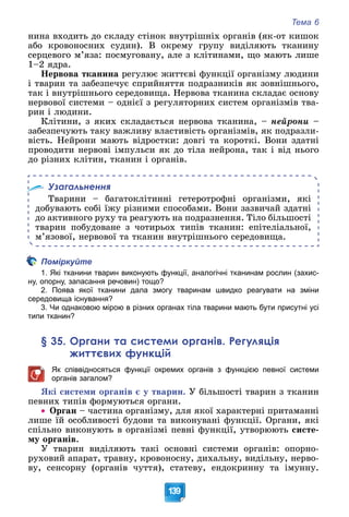 Тема 6
139
íèíà âõîäèòü äî ñêëàäó ñòіíîê âíóòðіøíіõ îðãàíіâ (ÿê-îò êèøîê
àáî êðîâîíîñíèõ ñóäèí). Â îêðåìó ãðóïó âèäіëÿþòü òêàíèíó
ñåðöåâîãî ì’ÿçà: ïîñìóãîâàíó, àëå ç êëіòèíàìè, ùî ìàþòü ëèøå
1–2 ÿäðà.
Íåðâîâà òêàíèíà ðåãóëþє æèòòєâі ôóíêöії îðãàíіçìó ëþäèíè
і òâàðèí òà çàáåçïå÷óє ñïðèéíÿòòÿ ïîäðàçíèêіâ ÿê çîâíіøíüîãî,
òàê і âíóòðіøíüîãî ñåðåäîâèùà. Íåðâîâà òêàíèíà ñêëàäàє îñíîâó
íåðâîâîї ñèñòåìè – îäíієї ç ðåãóëÿòîðíèõ ñèñòåì îðãàíіçìіâ òâà-
ðèí і ëþäèíè.
Êëіòèíè, ç ÿêèõ ñêëàäàєòüñÿ íåðâîâà òêàíèíà, – íåéðîíè –
çàáåçïå÷óþòü òàêó âàæëèâó âëàñòèâіñòü îðãàíіçìіâ, ÿê ïîäðàçëè-
âіñòü. Íåéðîíè ìàþòü âіäðîñòêè: äîâãі òà êîðîòêі. Âîíè çäàòíі
ïðîâîäèòè íåðâîâі іìïóëüñè ÿê äî òіëà íåéðîíà, òàê і âіä íüîãî
äî ðіçíèõ êëіòèí, òêàíèí і îðãàíіâ.
Узагальнення
Òâàðèíè – áàãàòîêëіòèííі ãåòåðîòðîôíі îðãàíіçìè, ÿêі
äîáóâàþòü ñîáі їæó ðіçíèìè ñïîñîáàìè. Âîíè çàçâè÷àé çäàòíі
äî àêòèâíîãî ðóõó òà ðåàãóþòü íà ïîäðàçíåííÿ. Òіëî áіëüøîñòі
òâàðèí ïîáóäîâàíå ç ÷îòèðüîõ òèïіâ òêàíèí: åïіòåëіàëüíîї,
ì’ÿçîâîї, íåðâîâîї òà òêàíèí âíóòðіøíüîãî ñåðåäîâèùà.
Поміркуйте
1. Які тканини тварин виконують функції, аналогічні тканинам рослин (захис-
ну, опорну, запасання речовин) тощо?
2. Поява якої тканини дала змогу тваринам швидко реагувати на зміни
середовища існування?
3. Чи однаковою мірою в різних органах тіла тварини мають бути присутні усі
типи тканин?
§ 35. Органи та системи органів. Регуляція
життєвих функцій
Як співвідносяться функції окремих органів з функцією певної системи
органів загалом?
ßêі ñèñòåìè îðãàíіâ є ó òâàðèí. Ó áіëüøîñòі òâàðèí ç òêàíèí
ïåâíèõ òèïіâ ôîðìóþòüñÿ îðãàíè.
 Îðãàí – ÷àñòèíà îðãàíіçìó, äëÿ ÿêîї õàðàêòåðíі ïðèòàìàííі
ëèøå їé îñîáëèâîñòі áóäîâè òà âèêîíóâàíі ôóíêöії. Îðãàíè, ÿêі
ñïіëüíî âèêîíóþòü â îðãàíіçìі ïåâíі ôóíêöії, óòâîðþþòü ñèñòå-
ìó îðãàíіâ.
Ó òâàðèí âèäіëÿþòü òàêі îñíîâíі ñèñòåìè îðãàíіâ: îïîðíî-
ðóõîâèé àïàðàò, òðàâíó, êðîâîíîñíó, äèõàëüíó, âèäіëüíó, íåðâî-
âó, ñåíñîðíó (îðãàíіâ ÷óòòÿ), ñòàòåâó, åíäîêðèííó òà іìóííó.
 