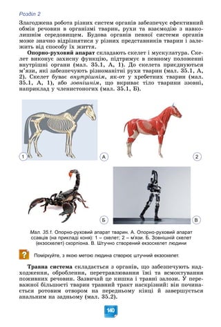 Розділ 2
140
Çëàãîäæåíà ðîáîòà ðіçíèõ ñèñòåì îðãàíіâ çàáåçïå÷óє åôåêòèâíèé
îáìіí ðå÷îâèí â îðãàíіçìі òâàðèí, ðóõè òà âçàєìîäіþ ç íàâêî-
ëèøíіì ñåðåäîâèùåì. Áóäîâà îðãàíіâ ïåâíîї ñèñòåìè îðãàíіâ
ìîæå çíà÷íî âіäðіçíÿòèñÿ ó ðіçíèõ ïðåäñòàâíèêіâ òâàðèí і çàëå-
æèòü âіä ñïîñîáó їõ æèòòÿ.
Îïîðíî-ðóõîâèé àïàðàò ñêëàäàþòü ñêåëåò і ìóñêóëàòóðà. Ñêå-
ëåò âèêîíóє çàõèñíó ôóíêöіþ, ïіäòðèìóє â ïåâíîìó ïîëîæåííі
âíóòðіøíі îðãàíè (ìàë. 35.1, À, 1). Äî ñêåëåòà ïðèєäíóþòüñÿ
ì’ÿçè, ÿêі çàáåçïå÷óþòü ðіçíîìàíіòíі ðóõè òâàðèí (ìàë. 35.1, À,
2). Ñêåëåò áóâàє âíóòðіøíіì, ÿê-îò ó õðåáåòíèõ òâàðèí (ìàë.
35.1, À, 1), àáî çîâíіøíіì, ùî âêðèâàє òіëî òâàðèíè ççîâíі,
íàïðèêëàä ó ÷ëåíèñòîíîãèõ (ìàë. 35.1, Á).
А 2
Б В
Мал. 35.1. Опорно-руховий апарат тварин. А. Опорно-руховий апарат
ссавців (на прикладі коня): 1 – скелет; 2 – м’язи. Б. Зовнішній скелет
(екзоскелет) скорпіона. В. Штучно створений екзоскелет людини
Поміркуйте, з якою метою людина створює штучний екзоскелет.
Òðàâíà ñèñòåìà ñêëàäàєòüñÿ ç îðãàíіâ, ùî çàáåçïå÷óþòü íàä-
õîäæåííÿ, îáðîáëåííÿ, ïåðåòðàâëþâàííÿ їæі òà âñìîêòóâàííÿ
ïîæèâíèõ ðå÷îâèí. Çàçâè÷àé öå êèøêà і òðàâíі çàëîçè. Ó ïåðå-
âàæíîї áіëüøîñòі òâàðèí òðàâíèé òðàêò íàñêðіçíèé: âіí ïî÷èíà-
єòüñÿ ðîòîâèì îòâîðîì íà ïåðåäíüîìó êіíöі é çàâåðøóєòüñÿ
àíàëüíèì íà çàäíüîìó (ìàë. 35.2).
1
 