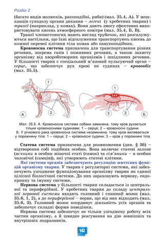 Розділ 2
142
(áàãàòî âèäіâ ìîëþñêіâ, ðàêîïîäіáíі, ðèáè) (ìàë. 35.4, À). Ó ìåø-
êàíöіâ ñóõîäîëó îðãàíè äèõàííÿ – ëåãåíі (ó õðåáåòíèõ òâàðèí) і
òðàõåї (íàïðèêëàä, ó êîìàõ). Âîíè äàþòü çìîãó åôåêòèâíî âèêî-
ї
ðèñòîâóâàòè êèñåíü àòìîñôåðíîãî ïîâіòðÿ (ìàë. 35.4, Á, Â).
Òðàõåї ÷ëåíèñòîíîãèõ ìàþòü âèãëÿä òðóáî÷îê, ÿêі ðîçãàëóæó-
þòüñÿ íàñòіëüêè, ùî їõíі âіäãàëóæåííÿ òðàíñïîðòóþòü êèñåíü äî
êîæíîї îêðåìîї êëіòèíè òіëà êîìàõ àáî ïàâóêîïîäіáíèõ.
Êðîâîíîñíà ñèñòåìà ïðèçíà÷åíà äëÿ òðàíñïîðòóâàííÿ ðіçíèõ
ðå÷îâèí, çîêðåìà ãàçіâ і ïîæèâíèõ ðå÷îâèí, à òàêîæ çàõèñòó
îðãàíіçìó âіä õâîðîáîòâîðíèõ îðãàíіçìіâ і øêіäëèâèõ ðå÷îâèí.
Ó áіëüøîñòі òâàðèí є ñïåöіàëüíèé ì’ÿçîâèé ïóëüñóþ÷èé îðãàí –
ñåðöå, ùî çàáåçïå÷óє ðóõ êðîâі ïî ñóäèíàõ – êðîâîîáіã
(ìàë. 35.5).
1
2
1
3 2
А Б
Мал. 35.5. А. Кровоносна система собаки замкнена, тому кров рухається
тільки кровоносними судинами: 1 – серце; 2 – кровоносні судини.
Б. У річкового рака кровоносна система незамкнена, тому кров виливається
у порожнину тіла: 1 – серце; 2 – кровоносні судини; 3 – кров у порожнині тіла
Ñòàòåâà ñèñòåìà ïðèçíà÷åíà äëÿ ðîçìíîæåííÿ (äèâ. § 36) –
âіäòâîðåííÿ ñîáі ïîäіáíèõ îñîáèí. Âîíà âêëþ÷àє ñòàòåâі çàëîçè
(ÿє÷íèêè â îñîáèí æіíî÷îї ñòàòі (ñàìîê) òà ñіì’ÿíèêè – â îñîáèí
÷îëîâі÷îї (ñàìöіâ)), ÿêі óòâîðþþòü ñòàòåâі êëіòèíè.
ßêі ñèñòåìè îðãàíіâ çàáåçïå÷óþòü ðåãóëÿöіþ æèòòєâèõ ôóíê-
öіé îðãàíіçìó òâàðèí. Ó òâàðèí є ðåãóëÿòîðíі ñèñòåìè, ÿêі çàáåç-
ïå÷óþòü óçãîäæåíå ôóíêöіîíóâàííÿ îðãàíіçìó òâàðèí ÿê єäèíîї
öіëіñíîї áіîëîãі÷íîї ñèñòåìè. Äî íèõ çàðàõîâóþòü íåðâîâó, åíäî-
êðèííó òà іìóííó ñèñòåìè.
Íåðâîâà ñèñòåìà ó áіëüøîñòі òâàðèí ñêëàäàєòüñÿ іç öåíòðàëü-
íîї òà ïåðèôåðіéíîї. Ó õðåáåòíèõ òâàðèí äî ñêëàäó öåíòðàëü-
íîї íåðâîâîї ñèñòåìè âõîäÿòü ãîëîâíèé і ñïèííèé ìîçîê (ìàë.
35.6, 1, 2), à äî ïåðèôåðіéíîї – íåðâè, ùî âіä íèõ âіäõîäÿòü (ìàë.
ї
35.6, 3). Ãîëîâíèé ìîçîê êîîðäèíóє äіÿëüíіñòü óñіõ îðãàíіâ òà
çàáåçïå÷óє ñêëàäíі ôîðìè ïîâåäіíêè.
Íåðâîâà ñèñòåìà çàáåçïå÷óє íå òіëüêè óçãîäæåíó ðîáîòó âñіõ
÷àñòèí îðãàíіçìó, à é øâèäêå ðåàãóâàííÿ íà äіþ çîâíіøíіõ òà
âíóòðіøíіõ ïîäðàçíèêіâ.
 