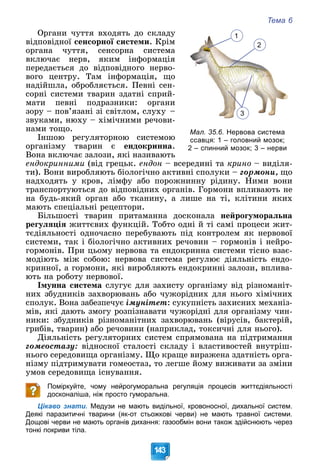 Тема 6
143
Îðãàíè ÷óòòÿ âõîäÿòü äî ñêëàäó
âіäïîâіäíîї ñåíñîðíîї ñèñòåìè. Êðіì
îðãàíà ÷óòòÿ, ñåíñîðíà ñèñòåìà
âêëþ÷àє íåðâ, ÿêèì іíôîðìàöіÿ
ïåðåäàєòüñÿ äî âіäïîâіäíîãî íåðâî-
âîãî öåíòðó. Òàì іíôîðìàöіÿ, ùî
íàäіéøëà, îáðîáëÿєòüñÿ. Ïåâíі ñåí-
ñîðíі ñèñòåìè òâàðèí çäàòíі ñïðèé-
ìàòè ïåâíі ïîäðàçíèêè: îðãàíè
çîðó – ïîâ’ÿçàíі çі ñâіòëîì, ñëóõó –
çâóêàìè, íþõó – õіìі÷íèìè ðå÷îâè-
íàìè òîùî.
Іíøîþ ðåãóëÿòîðíîþ ñèñòåìîþ
îðãàíіçìó òâàðèí є åíäîêðèííà.
Âîíà âêëþ÷àє çàëîçè, ÿêі íàçèâàþòü
åíäîêðèííèìè (âіä ãðåöüê. åíäîí – âñåðåäèíі òà êðèíî – âèäіëÿ-
òè). Âîíè âèðîáëÿþòü áіîëîãі÷íî àêòèâíі ñïîëóêè – ãîðìîíè, ùî
íàäõîäÿòü ó êðîâ, ëіìôó àáî ïîðîæíèííó ðіäèíó. Íèìè âîíè
òðàíñïîðòóþòüñÿ äî âіäïîâіäíèõ îðãàíіâ. Ãîðìîíè âïëèâàþòü íå
íà áóäü-ÿêèé îðãàí àáî òêàíèíó, à ëèøå íà òі, êëіòèíè ÿêèõ
ìàþòü ñïåöіàëüíі ðåöåïòîðè.
Áіëüøîñòі òâàðèí ïðèòàìàííà äîñêîíàëà íåéðîãóìîðàëüíà
ðåãóëÿöіÿ æèòòєâèõ ôóíêöіé. Òîáòî îäíі é òі ñàìі ïðîöåñè æèò-
òєäіÿëüíîñòі îäíî÷àñíî ïåðåáóâàþòü ïіä êîíòðîëåì ÿê íåðâîâîї
ñèñòåìè, òàê і áіîëîãі÷íî àêòèâíèõ ðå÷îâèí – ãîðìîíіâ і íåéðî-
ãîðìîíіâ. Ïðè öüîìó íåðâîâà òà åíäîêðèííà ñèñòåìè òіñíî âçàє-
ìîäіþòü ìіæ ñîáîþ: íåðâîâà ñèñòåìà ðåãóëþє äіÿëüíіñòü åíäî-
êðèííîї, à ãîðìîíè, ÿêі âèðîáëÿþòü åíäîêðèííі çàëîçè, âïëèâà-
þòü íà ðîáîòó íåðâîâîї.
Іìóííà ñèñòåìà ñëóãóє äëÿ çàõèñòó îðãàíіçìó âіä ðіçíîìàíіò-
íèõ çáóäíèêіâ çàõâîðþâàíü àáî ÷óæîðіäíèõ äëÿ íüîãî õіìі÷íèõ
ñïîëóê. Âîíà çàáåçïå÷óє іìóíіòåò: ñóêóïíіñòü çàõèñíèõ ìåõàíіç-
ìіâ, ÿêі äàþòü çìîãó ðîçïіçíàâàòè ÷óæîðіäíі äëÿ îðãàíіçìó ÷èí-
íèêè: çáóäíèêіâ ðіçíîìàíіòíèõ çàõâîðþâàíü (âіðóñіâ, áàêòåðіé,
ãðèáіâ, òâàðèí) àáî ðå÷îâèíè (íàïðèêëàä, òîêñè÷íі äëÿ íüîãî).
Äіÿëüíіñòü ðåãóëÿòîðíèõ ñèñòåì ñïðÿìîâàíà íà ïіäòðèìàííÿ
ãîìåîñòàçó: âіäíîñíîї ñòàëîñòі ñêëàäó і âëàñòèâîñòåé âíóòðіø-
íüîãî ñåðåäîâèùà îðãàíіçìó. Ùî êðàùå âèðàæåíà çäàòíіñòü îðãà-
íіçìó ïіäòðèìóâàòè ãîìåîñòàç, òî ëåãøå éîìó âèæèâàòè çà çìіíè
óìîâ ñåðåäîâèùà іñíóâàííÿ.
Поміркуйте, чому нейрогуморальна регуляція процесів життєдіяльності
досконаліша, ніж просто гуморальна.
Цікаво знати. Медузи не мають видільної, кровоносної, дихальної систем.
Деякі паразитичні тварини (як-от стьожкові черви) не мають травної системи.
Дощові черви не мають органів дихання: газообмін вони також здійснюють через
тонкі покриви тіла.
1
2
3
Мал. 35.6. Нервова система
ссавця: 1 – головний мозок;
2 – спинний мозок; 3 – нерви
 