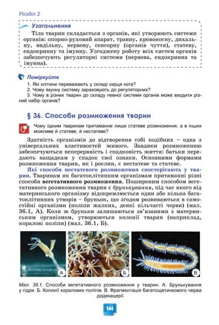 Розділ 2
144
Узагальнення
Òіëî òâàðèí ñêëàäàєòüñÿ ç îðãàíіâ, ÿêі óòâîðþþòü ñèñòåìè
îðãàíіâ: îïîðíî-ðóõîâèé àïàðàò, òðàâíó, êðîâîíîñíó, äèõàëü-
íó, âèäіëüíó, íåðâîâó, ñåíñîðíó (îðãàíіâ ÷óòòÿ), ñòàòåâó,
åíäîêðèííó òà іìóííó. Óçãîäæåíó ðîáîòó âñіõ ñèñòåì îðãàíіâ
çàáåçïå÷óþòü ðåãóëÿòîðíі ñèñòåìè (íåðâîâà, åíäîêðèííà òà
іìóííà).
Поміркуйте
1. Які клітини переважають у складі серця кота?
2. Чому імунну систему зараховують до регуляторних?
3. Чому в різних тварин до складу певної системи органів може входити різ-
ний набір органів?
§ 36. Способи розмноження тварин
Чому одним тваринам притаманне лише статеве розмноження, а в інших
можливе й статеве, й нестатеве?
Çäàòíіñòü îðãàíіçìіâ äî âіäòâîðåííÿ ñîáі ïîäіáíèõ – îäíà ç
óíіâåðñàëüíèõ âëàñòèâîñòåé æèâîãî. Çàâäÿêè ðîçìíîæåííþ
çàáåçïå÷óþòüñÿ íåïåðåðâíіñòü і ñïàäêîâіñòü æèòòÿ: áàòüêè ïåðå-
äàþòü íàùàäêàì ó ñïàäîê ñâîї îçíàêè. Îñíîâíèìè ôîðìàìè
ðîçìíîæåííÿ òâàðèí, ÿê і ðîñëèí, є íåñòàòåâå òà ñòàòåâå.
ßêі ñïîñîáè íåñòàòåâîãî ðîçìíîæåííÿ ñïîñòåðіãàþòü ó òâà-
ðèí. Òâàðèíàì ÿê áàãàòîêëіòèííèì îðãàíіçìàì ïðèòàìàííі ðіçíі
ñïîñîáè âåãåòàòèâíîãî ðîçìíîæåííÿ. Ïîøèðåíèì ñïîñîáîì âåãå-
òàòèâíîãî ðîçìíîæåííÿ òâàðèí є áðóíüêóâàííÿ, ïіä ÷àñ ÿêîãî âіä
ìàòåðèíñüêîãî îðãàíіçìó âіäîêðåìëþєòüñÿ îäèí àáî êіëüêà áàãà-
òîêëіòèííèõ óòâîðіâ – áðóíüîê, ùî çãîäîì ðîçâèâàþòüñÿ â ñàìî-
ñòіéíі îðãàíіçìè (ïîëіïè æàëêèõ, äåÿêі êіëü÷àñòі ÷åðâè) (ìàë.
36.1, À). Êîëè æ áðóíüêè çàëèøàþòüñÿ çâ’ÿçàíèìè ç ìàòåðèí-
ñüêèì îðãàíіçìîì, óòâîðþþòüñÿ êîëîíії òâàðèí (íàïðèêëàä,
êîðàëîâі ïîëіïè) (ìàë. 36.1, Á).
А Б В
Мал. 36.1. Способи вегетативного розмноження у тварин. А. Брунькування
у гідри. Б. Колонії коралових поліпів. В. Фрагментація багатощетинкового черва
додекацерії
 