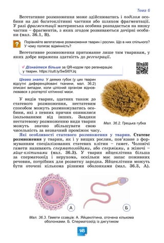 Тема 6
145
Âåãåòàòèâíå ðîçìíîæåííÿ ìîæå çäіéñíþâàòèñü і ïîäіëîì îñî-
áèíè íà äâі áàãàòîêëіòèííі ÷àñòèíè àáî øëÿõîì ôðàãìåíòàöії.
Ó ðàçі ôðàãìåíòàöії ìàòåðèíñüêà îñîáèíà ðîçïàäàєòüñÿ íà íèçêó
ї
÷àñòèí – ôðàãìåíòіâ, ç ÿêèõ çãîäîì ðîçâèâàþòüñÿ äî÷іðíі îñîáè-
íè (ìàë. 36.1, Â).
Порівняйте вегетативне розмноження тварин і рослин. Що в них спільного?
У чому полягає відмінність?
Âåãåòàòèâíå ðîçìíîæåííÿ ïðèòàìàííå ëèøå òèì òâàðèíàì, ó
ÿêèõ äîáðå âèðàæåíà çäàòíіñòü äî ðåãåíåðàöії.
Дізнайтеся більше за QR-кодом про регенерацію
у тварин. https://cutt.ly/5wSl0YJq
Цікаво знати. У деяких губок (у цих тварин
відсутні диференційовані тканини, мал. 36.2)
описані випадки, коли цілісний організм віднов-
лювався з розтертої клітинної маси.
Ó âèäіâ òâàðèí, çäàòíèõ òàêîæ äî
ñòàòåâîãî ðîçìíîæåííÿ, íåñòàòåâèì
ñïîñîáîì ìîæóòü ðîçìíîæóâàòèñü îñî-
áèíè, ÿêі ç ïåâíèõ ïðè÷èí îïèíèëèñÿ
іçîëüîâàíèìè âіä іíøèõ. Çàâäÿêè
íåñòàòåâîìó ðîçìíîæåííþ âèäè òâàðèí
ìîæóòü çíà÷íî çáіëüøóâàòè ñâîþ
÷èñåëüíіñòü çà íåçíà÷íèé ïðîìіæîê ÷àñó.
ßêі îñîáëèâîñòі ñòàòåâîãî ðîçìíîæåííÿ ó òâàðèí. Ñòàòåâå
ðîçìíîæåííÿ ó òâàðèí, ÿê і ó âèùèõ ðîñëèí, ïîâ’ÿçàíå ç ôîð-
ìóâàííÿì ñïåöіàëіçîâàíèõ ñòàòåâèõ êëіòèí – ãàìåò. ×îëîâі÷і
ãàìåòè íàçèâàþòü ñïåðìàòîçîїäàìè, àáî ñïåðìіÿìè, à æіíî÷і –
ÿéöå-êëіòèíàìè (ìàë. 36.3). Ó òâàðèí ÿéöåêëіòèíà áіëüøà
çà ñïåðìàòîçîїä і íåðóõîìà, îñêіëüêè ìàє çàïàñ ïîæèâíèõ
ðå÷îâèí, ïîòðіáíèõ äëÿ ðîçâèòêó çàðîäêà. ßéöåêëіòèíè ìîæóòü
áóòè îòî÷åíі êіëüêîìà ðіçíèìè îáîëîíêàìè (ìàë. 36.3, À).
А Б
Мал. 36.3. Гамети ссавців: А. Яйцеклітина, оточена кількома
оболонками. Б. Сперматозоїд із джгутиком
Мал. 36.2. Грецька губка
 