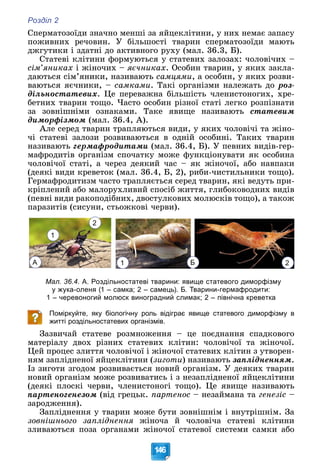 Розділ 2
146
Ñïåðìàòîçîїäè çíà÷íî ìåíøі çà ÿéöåêëіòèíè, ó íèõ íåìàє çàïàñó
ïîæèâíèõ ðå÷îâèí. Ó áіëüøîñòі òâàðèí ñïåðìàòîçîїäè ìàþòü
äæãóòèêè і çäàòíі äî àêòèâíîãî ðóõó (ìàë. 36.3, Á).
Ñòàòåâі êëіòèíè ôîðìóþòüñÿ ó ñòàòåâèõ çàëîçàõ: ÷îëîâі÷èõ –
ñіì’ÿíèêàõ і æіíî÷èõ – ÿє÷íèêàõ. Îñîáèí òâàðèí, ó ÿêèõ çàêëà-
äàþòüñÿ ñіì’ÿíèêè, íàçèâàþòü ñàìöÿìè, à îñîáèí, ó ÿêèõ ðîçâè-
âàþòüñÿ ÿє÷íèêè, – ñàìêàìè. Òàêі îðãàíіçìè íàëåæàòü äî ðîç-
äіëüíîñòàòåâèõ. Öå ïåðåâàæíà áіëüøіñòü ÷ëåíèñòîíîãèõ, õðå-
áåòíèõ òâàðèí òîùî. ×àñòî îñîáèí ðіçíîї ñòàòі ëåãêî ðîçïіçíàòè
çà çîâíіøíіìè îçíàêàìè. Òàêå ÿâèùå íàçèâàþòü ñòàòåâèì
äèìîðôіçìîì (ìàë. 36.4, À).
Àëå ñåðåä òâàðèí òðàïëÿþòüñÿ âèäè, ó ÿêèõ ÷îëîâі÷і òà æіíî-
÷і ñòàòåâі çàëîçè ðîçâèâàþòüñÿ â îäíіé îñîáèíі. Òàêèõ òâàðèí
íàçèâàþòü ãåðìàôðîäèòàìè (ìàë. 36.4, Á). Ó ïåâíèõ âèäіâ-ãåð-
ìàôðîäèòіâ îðãàíіçì ñïî÷àòêó ìîæå ôóíêöіîíóâàòè ÿê îñîáèíà
÷îëîâі÷îї ñòàòі, à ÷åðåç äåÿêèé ÷àñ – ÿê æіíî÷îї, àáî íàâïàêè
(äåÿêі âèäè êðåâåòîê (ìàë. 36.4, Á, 2), ðèáè-÷èñòèëüíèêè òîùî).
Ãåðìàôðîäèòèçì ÷àñòî òðàïëÿєòüñÿ ñåðåä òâàðèí, ÿêі âåäóòü ïðè-
êðіïëåíèé àáî ìàëîðóõëèâèé ñïîñіá æèòòÿ, ãëèáîêîâîäíèõ âèäіâ
(ïåâíі âèäè ðàêîïîäіáíèõ, äâîñòóëêîâèõ ìîëþñêіâ òîùî), à òàêîæ
ïàðàçèòіâ (ñèñóíè, ñòüîæêîâі ÷åðâè).
А Б
1 2
1
2
Мал. 36.4. А. Роздільностатеві тварини: явище статевого диморфізму
у жука-оленя (1 – самка; 2 – самець). Б. Тварини-гермафродити:
1 – черевоногий молюск виноградний слимак; 2 – північна креветка
Поміркуйте, яку біологічну роль відіграє явище статевого диморфізму в
житті роздільностатевих організмів.
Çàçâè÷àé ñòàòåâå ðîçìíîæåííÿ – öå ïîєäíàííÿ ñïàäêîâîãî
ìàòåðіàëó äâîõ ðіçíèõ ñòàòåâèõ êëіòèí: ÷îëîâі÷îї òà æіíî÷îї.
Öåé ïðîöåñ çëèòòÿ ÷îëîâі÷îї і æіíî÷îї ñòàòåâèõ êëіòèí ç óòâîðåí-
íÿì çàïëіäíåíîї ÿéöåêëіòèíè (çèãîòè) íàçèâàþòü çàïëіäíåííÿì.
Іç çèãîòè çãîäîì ðîçâèâàєòüñÿ íîâèé îðãàíіçì. Ó äåÿêèõ òâàðèí
íîâèé îðãàíіçì ìîæå ðîçâèâàòèñü і ç íåçàïëіäíåíîї ÿéöåêëіòèíè
(äåÿêі ïëîñêі ÷åðâè, ÷ëåíèñòîíîãі òîùî). Öå ÿâèùå íàçèâàþòü
ïàðòåíîãåíåçîì (âіä ãðåöüê. ïàðòåíîñ – íåçàéìàíà òà ãåíåçіñ –
çàðîäæåííÿ).
Çàïëіäíåííÿ ó òâàðèí ìîæå áóòè çîâíіøíіì і âíóòðіøíіì. Çà
çîâíіøíüîãî çàïëіäíåííÿ æіíî÷à é ÷îëîâі÷à ñòàòåâі êëіòèíè
çëèâàþòüñÿ ïîçà îðãàíàìè æіíî÷îї ñòàòåâîї ñèñòåìè ñàìêè àáî
 