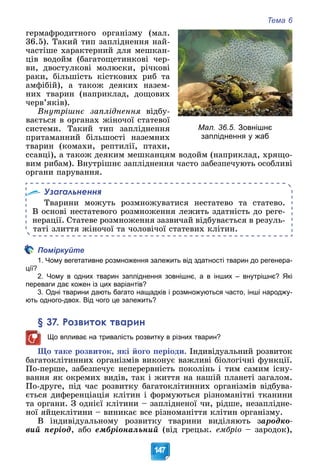 Тема 6
147
ãåðìàôðîäèòíîãî îðãàíіçìó (ìàë.
36.5). Òàêèé òèï çàïëіäíåííÿ íàé-
÷àñòіøå õàðàêòåðíèé äëÿ ìåøêàí-
öіâ âîäîéì (áàãàòîùåòèíêîâі ÷åð-
âè, äâîñòóëêîâі ìîëþñêè, ðі÷êîâі
ðàêè, áіëüøіñòü êіñòêîâèõ ðèá òà
àìôіáіé), à òàêîæ äåÿêèõ íàçåì-
íèõ òâàðèí (íàïðèêëàä, äîùîâèõ
÷åðâ’ÿêіâ).
Âíóòðіøíє çàïëіäíåííÿ âіäáó-
âàєòüñÿ â îðãàíàõ æіíî÷îї ñòàòåâîї
ñèñòåìè. Òàêèé òèï çàïëіäíåííÿ
ïðèòàìàííèé áіëüøîñòі íàçåìíèõ
òâàðèí (êîìàõè, ðåïòèëії, ïòàõè,
ññàâöі), à òàêîæ äåÿêèì ìåøêàíöÿì âîäîéì (íàïðèêëàä, õðÿùî-
âèì ðèáàì). Âíóòðіøíє çàïëіäíåííÿ ÷àñòî çàáåçïå÷óþòü îñîáëèâі
îðãàíè ïàðóâàííÿ.
Узагальнення
Òâàðèíè ìîæóòü ðîçìíîæóâàòèñÿ íåñòàòåâî òà ñòàòåâî.
Â îñíîâі íåñòàòåâîãî ðîçìíîæåííÿ ëåæèòü çäàòíіñòü äî ðåãå-
íåðàöії. Ñòàòåâå ðîçìíîæåííÿ çàçâè÷àé âіäáóâàєòüñÿ â ðåçóëü-
òàòі çëèòòÿ æіíî÷îї òà ÷îëîâі÷îї ñòàòåâèõ êëіòèí.
Поміркуйте
1. Чому вегетативне розмноження залежить від здатності тварин до регенера-
ції?
2. Чому в одних тварин запліднення зовнішнє, а в інших – внутрішнє? Які
переваги дає кожен із цих варіантів?
3. Одні тварини дають багато нащадків і розмножуються часто, інші народжу-
ють одного-двох. Від чого це залежить?
§ 37. Розвиток тварин
Що впливає на тривалість розвитку в різних тварин?
Ùî òàêå ðîçâèòîê, ÿêі éîãî ïåðіîäè. Іíäèâіäóàëüíèé ðîçâèòîê
áàãàòîêëіòèííèõ îðãàíіçìіâ âèêîíóє âàæëèâі áіîëîãі÷íі ôóíêöії.
Ïî-ïåðøå, çàáåçïå÷óє íåïåðåðâíіñòü ïîêîëіíü і òèì ñàìèì іñíó-
âàííÿ ÿê îêðåìèõ âèäіâ, òàê і æèòòÿ íà íàøіé ïëàíåòі çàãàëîì.
Ïî-äðóãå, ïіä ÷àñ ðîçâèòêó áàãàòîêëіòèííèõ îðãàíіçìіâ âіäáóâà-
єòüñÿ äèôåðåíöіàöіÿ êëіòèí і ôîðìóþòüñÿ ðіçíîìàíіòíі òêàíèíè
òà îðãàíè. Ç îäíієї êëіòèíè – çàïëіäíåíîї ÷è, ðіäøå, íåçàïëіäíå-
íîї ÿéöåêëіòèíè – âèíèêàє âñå ðіçíîìàíіòòÿ êëіòèí îðãàíіçìó.
Â іíäèâіäóàëüíîìó ðîçâèòêó òâàðèíè âèäіëÿþòü çàðîäêî-
âèé ïåðіîä, àáî åìáðіîíàëüíèé (âіä ãðåöüê. åìáðіî – çàðîäîê),
Мал. 36.5. Зовнішнє
запліднення у жаб
 