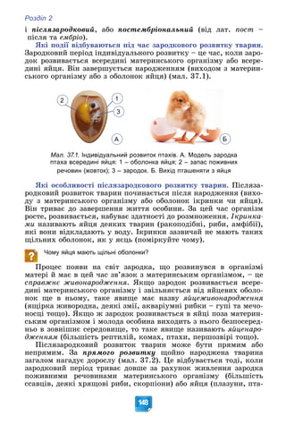 Розділ 2
148
і ïіñëÿçàðîäêîâèé, àáî ïîñòåìáðіîíàëüíèé (âіä ëàò. ïîñò –
ïіñëÿ òà åìáðіî).
ßêі ïîäії âіäáóâàþòüñÿ ïіä ÷àñ çàðîäêîâîãî ðîçâèòêó òâàðèí.
Çàðîäêîâèé ïåðіîä іíäèâіäóàëüíîãî ðîçâèòêó – öå ÷àñ, êîëè çàðî-
äîê ðîçâèâàєòüñÿ âñåðåäèíі ìàòåðèíñüêîãî îðãàíіçìó àáî âñåðå-
äèíі ÿéöÿ. Âіí çàâåðøóєòüñÿ íàðîäæåííÿì (âèõîäîì ç ìàòåðèí-
ñüêîãî îðãàíіçìó àáî ç îáîëîíîê ÿéöÿ) (ìàë. 37.1).
1
3
2
А Б
Мал. 37.1. Індивідуальний розвиток птахів. А. Модель зародка
птаха всередині яйця: 1 – оболонка яйця; 2 – запас поживних
речовин (жовток); 3 – зародок. Б. Вихід пташеняти з яйця
ßêі îñîáëèâîñòі ïіñëÿçàðîäêîâîãî ðîçâèòêó òâàðèí. Ïіñëÿçà-
ðîäêîâèé ðîçâèòîê òâàðèí ïî÷èíàєòüñÿ ïіñëÿ íàðîäæåííÿ (âèõî-
äó ç ìàòåðèíñüêîãî îðãàíіçìó àáî îáîëîíîê іêðèíêè ÷è ÿéöÿ).
Âіí òðèâàє äî çàâåðøåííÿ æèòòÿ îñîáèíè. Çà öåé ÷àñ îðãàíіçì
ðîñòå, ðîçâèâàєòüñÿ, íàáóâàє çäàòíîñòі äî ðîçìíîæåííÿ. Іêðèíêà-
ìè íàçèâàþòü ÿéöÿ äåÿêèõ òâàðèí (ðàêîïîäіáíі, ðèáè, àìôіáії),
ÿêі âîíè âіäêëàäàþòü ó âîäó. Іêðèíêè çàçâè÷àé íå ìàþòü òàêèõ
ùіëüíèõ îáîëîíîê, ÿê ó ÿєöü (ïîìіðêóéòå ÷îìó).
Чому яйця мають щільні оболонки?
Ïðîöåñ ïîÿâè íà ñâіò çàðîäêà, ùî ðîçâèíóâñÿ â îðãàíіçìі
ìàòåðі é ìàє â öåé ÷àñ çâ’ÿçîê ç ìàòåðèíñüêèì îðãàíіçìîì, – öå
ñïðàâæíє æèâîíàðîäæåííÿ. ßêùî çàðîäîê ðîçâèâàєòüñÿ âñåðå-
äèíі ìàòåðèíñüêîãî îðãàíіçìó і çâіëüíÿєòüñÿ âіä ÿéöåâèõ îáîëî-
íîê ùå â íüîìó, òàêå ÿâèùå ìàє íàçâó ÿéöåæèâîíàðîäæåííÿ
(ÿùіðêà æèâîðîäíà, äåÿêі çìії, àêâàðіóìíі ðèáêè – ãóïі òà ìå÷î-
íîñöі òîùî). ßêùî æ çàðîäîê ðîçâèâàєòüñÿ â ÿéöі ïîçà ìàòåðèí-
ñüêèì îðãàíіçìîì і ìîëîäà îñîáèíà âèõîäèòü ç íüîãî áåçïîñåðåä-
íüî â çîâíіøíє ñåðåäîâèùå, òî òàêå ÿâèùå íàçèâàþòü ÿéöåíàðî-
äæåííÿì (áіëüøіñòü ðåïòèëіé, êîìàõ, ïòàõè, ïåðøîçâіðі òîùî).
Ïіñëÿçàðîäêîâèé ðîçâèòîê òâàðèí ìîæå áóòè ïðÿìèì àáî
íåïðÿìèì. Çà ïðÿìîãî ðîçâèòêó ùîéíî íàðîäæåíà òâàðèíà
çàãàëîì íàãàäóє äîðîñëó (ìàë. 37.2). Öå âіäáóâàєòüñÿ òîäі, êîëè
çàðîäêîâèé ïåðіîä òðèâàє äîâøå çà ðàõóíîê æèâëåííÿ çàðîäêà
ïîæèâíèìè ðå÷îâèíàìè ìàòåðèíñüêîãî îðãàíіçìó (áіëüøіñòü
ññàâöіâ, äåÿêі õðÿùîâі ðèáè, ñêîðïіîíè) àáî ÿéöÿ (ïëàçóíè, ïòà-
 