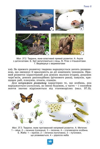 Тема 6
149
А Б
В Г
Мал. 37.2. Тварини, яким властивий прямий розвиток: А. Акула
з дитинчатами. Б. Змії вилуплюються з яєць. В. Птах з пташенятами.
Г. Ведмедиця з ведмежатами
õè). Çà ïðÿìîãî ðîçâèòêó òâàðèíà íàðîäæóєòüñÿ äîñèòü ðîçâèíå-
íîþ, ùî çìåíøóє її âðàçëèâіñòü äî äії çîâíіøíіõ ÷èííèêіâ. Ïðÿ-
ìèé ðîçâèòîê õàðàêòåðíèé äëÿ äåÿêèõ æàëêèõ (ãіäðè), äîùîâèõ
÷åðâ’ÿêіâ, äåÿêèõ ðàêîïîäіáíèõ (ðі÷êîâîãî ðàêà), ïàâóêіâ, õðÿ-
ùîâèõ ðèá, ïëàçóíіâ, ïòàõіâ, ññàâöіâ.
Äëÿ íåïðÿìîãî ðîçâèòêó õàðàêòåðíî òå, ùî îñîáèíà, ÿêà
íàðîäæóєòüñÿ (ëè÷èíêà), çà ñâîєþ áóäîâîþ, à ÷àñòî – і ñïîñîáîì
æèòòÿ çíà÷íî âіäðіçíÿєòüñÿ âіä ñòàòåâîçðіëèõ (ìàë. 37.3).
3
1
4
2
А
4
1
3
2
Б
Мал. 37.3. Тварини, яким притаманний непрямий розвиток. А. Метелик:
1 – яйце, 2 – личинка (гусениця), 3 – лялечка, 4 – статевозріла особина.
Б. Жаба: 1 – ікринки, 2 – личинка (пуголовок), 3 – пуголовок,
що розвивається, 4 – доросла жаба
 