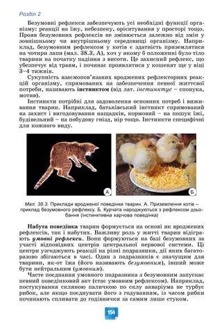 Розділ 2
154
Áåçóìîâíі ðåôëåêñè çàáåçïå÷óþòü óñі íåîáõіäíі ôóíêöії îðãà-
íіçìó: ðåàêöії íà їæó, íåáåçïåêó, îðієíòóâàííÿ ó ïðîñòîðі òîùî.
Ïðîÿâ áåçóìîâíèõ ðåôëåêñіâ íå çìіíþєòüñÿ çàëåæíî âіä çìіí ó
çîâíіøíüîìó ÷è âíóòðіøíüîìó ñåðåäîâèùі îðãàíіçìó. Íàïðè-
êëàä, áåçóìîâíèì ðåôëåêñîì ó êîòіâ є çäàòíіñòü ïðèçåìëÿòèñÿ
íà ÷îòèðè ëàïè (ìàë. 38.3, À), õî÷ ó ÿêîìó á ïîëîæåííі áóëî òіëî
òâàðèíè íà ïî÷àòêó ïàäіííÿ ç âèñîòè. Öå çàõèñíèé ðåôëåêñ, ùî
óáåçïå÷óє âіä òðàâì, і ïî÷èíàє ïðîÿâëÿòèñÿ ó êîøåíÿò ùå ó âіöі
3–4 òèæíіâ.
Ñóêóïíіñòü âçàєìîïîâ’ÿçàíèõ âðîäæåíèõ ðåôëåêòîðíèõ ðåàê-
öіé îðãàíіçìó, ñïðÿìîâàíèõ íà çàáåçïå÷åííÿ ïåâíîї æèòòєâîї
ïîòðåáè, íàçèâàþòü іíñòèíêòîì (âіä ëàò. іíñòèíêòóñ – ñïîíóêà,
ìîòèâ).
Іíñòèíêòè ïîòðіáíі äëÿ çàäîâîëåííÿ îñíîâíèõ ïîòðåá і âèæè-
âàííÿ òâàðèí. Íàïðèêëàä, áàòüêіâñüêèé іíñòèíêò ñïðÿìîâàíèé
íà çàõèñò і âèãîäîâóâàííÿ íàùàäêіâ, êîðìîâèé – íà ïîøóê їæі,
áóäіâåëüíèé – íà ïîáóäîâó ãíіçä, íіð òîùî. Іíñòèíêòè ñïåöèôі÷íі
äëÿ êîæíîãî âèäó.
А Б
Мал. 38.3. Приклади вродженої поведінки тварин. А. Приземлення котів –
приклад безумовного рефлексу. Б. Курчата народжуються з рефлексом дзьо-
бання (інстинктивна харчова поведінка)
Íàáóòà ïîâåäіíêà òâàðèí ôîðìóєòüñÿ íà îñíîâі ÿê âðîäæåíèõ
ðåôëåêñіâ, òàê і íàáóòèõ. Âàæëèâó ðîëü ó æèòòі òâàðèí âіäіãðà-
þòü óìîâíі ðåôëåêñè. Âîíè ôîðìóþòüñÿ íà áàçі áåçóìîâíèõ çà
ó÷àñòі âіäïîâіäíèõ öåíòðіâ öåíòðàëüíîї íåðâîâîї ñèñòåìè. Öі
öåíòðè óçãîäæóþòü ðåàêöії íà ðіçíі ïîäðàçíèêè, äії ÿêèõ áàãàòî-
ðàçîâî çáіãàþòüñÿ â ÷àñі. Îäèí ç ïîäðàçíèêіâ є çíà÷óùèì äëÿ
òâàðèíè, ÿê-îò їæà (éîãî íàçèâàþòü áåçóìîâíèì), іíøèé ìîæå
áóòè íåéòðàëüíèì (óìîâíèì).
×àñòå ïîєäíàííÿ óìîâíîãî ïîäðàçíèêà ç áåçóìîâíèì çàïóñêàє
ïåâíèé ïîâåäіíêîâèé àêò (ñòàє óìîâíèì ðåôëåêñîì). Íàïðèêëàä,
ïîñòóêóâàííÿ ñêëÿíîþ ïàëè÷êîþ ïî ñêëó àêâàðіóìà íå òóðáóє
ðèáîê, àëå ÿêùî ïîєäíóâàòè éîãî ç ãîäóâàííÿì, іç ÷àñîì ðèáêè
ïî÷èíàþòü ñïëèâàòè äî ãîäіâíè÷êè çà ñàìèì ëèøå ñòóêîì.
 