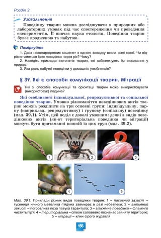 Розділ 2
156
Узагальнення
Ïîâåäіíêó òâàðèí ìîæíà äîñëіäæóâàòè â ïðèðîäíèõ àáî
ëàáîðàòîðíèõ óìîâàõ ïіä ÷àñ ñïîñòåðåæåííÿ ÷è ïðîâåäåííÿ
åêñïåðèìåíòіâ. Її âèâ÷àє íàóêà åòîëîãіÿ. Ïîâåäіíêà òâàðèí
áóâàє âðîäæåíîþ òà íàáóòîþ.
Поміркуйте
1. Двох новонароджених кошенят з одного виводку взяли різні хазяї. Чи від-
різнятиметься їхня поведінка через рік? Чому?
2. Наведіть приклади інстинктів тварин, які забезпечують їм виживання у
природі.
3. Яка роль набутої поведінки у домашніх улюбленців?
§ 39. Які є способи комунікації тварин. Міграції
Які зі способів комунікації та орієнтації тварин може використовувати
(використовує) людина?
ßêі îñîáëèâîñòі іíäèâіäóàëüíîї, ðåïðîäóêòèâíîї òà ñîöіàëüíîї
ïîâåäіíêè òâàðèí. Óìîâíî ðіçíîìàíіòòÿ ïîâåäіíêîâèõ àêòіâ òâà-
ðèí ìîæíà ðîçäіëèòè íà òðè îñíîâíі ãðóïè: іíäèâіäóàëüíó, ïàð-
íó (íàïðèêëàä, ðåïðîäóêòèâíó) і ãðóïîâó (ñîöіàëüíó) ïîâåäіíêó
(ìàë. 39.1). Óòіì, öåé ïîäіë є äîâîëі óìîâíèì: äåÿêі ç âèäіâ ïîâå-
äіíêîâèõ àêòіâ (ÿê-îò òåðèòîðіàëüíà ïîâåäіíêà ÷è ìіãðàöії)
ìîæóòü áóòè ïðèòàìàííі êîæíіé іç öèõ ãðóï (ìàë. 39.2).
1 2 3
4 5
Мал. 39.1. Приклади різних видів поведінки тварин: 1 – пасивний захист –
гусениця нічного метелика п’ядуна завмирає в разі небезпеки; 2 – активний
захист – погрозлива поза павука тарантула; 3 – гігієнічна поведінка – фламінго
чистить пір’я; 4 – територіальна – співом соловейко позначає зайняту територію;
5 – міграції – клин сірого журавля
ї
 