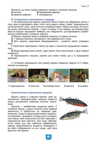 Тема 6
163
Визначте, до якого прояву поведінки належить описаний приклад.
А інстинкт В безумовний рефлекс
Б умовний рефлекс Г наслідування
ІІІ. Усвідомлюю закономірності природи
1. Як розмножуються морські черепахи? Вони пливуть до узбережжя, риють у
піску нори й відкладають яйця, після чого пливуть назад у море. Черепашенята,
що вилупилися з яєць, орієнтуються на відблиск моря і повзуть до води. На їхньо-
му шляху трапляються хижаки – птахи та ссавці. А ще людина, що використовує
яйця як продукт харчування. Виберіть три твердження, що відповідають особли-
востям розмноження і розвитку черепах.
А Морські черепахи мають непрямий розвиток зі стадією личинки.
Б У черепах зовнішнє запліднення, яке відбувається в піску.
В Для черепах характерне яйценародження – розвиток малят усередині
яйця.
Г Орієнтація черепашенят повзти до води є інстинктом (вродженою поведін-
кою).
Д Мама-черепаха вчить малят, куди повзти після вилуплення з яйця (набута
поведінка).
Е Черепашенята слугують кормом для хижих птахів, що є їх природними
ворогами.
2. Установіть відповідність між назвою форми поведінки тварини та її зобра-
женням на малюнку.
А Б В Г
1 територіальна 2 гігієнічна 3 репродуктивна 4 захисна 5 шлюбна
Компетентнісно орієнтоване завдання
Василь разом зі старшим братом, який за-
хоплюється акваріумістикою, вирішив провести
власні дослідження поведінки колючки тригол-
кової.
Колючка – невибаглива придонна рибка. У
шлюбний період у самця колючки колір черевця
змінюється із сріблястого на червоний (див.
малюнок). Самці в період розмноження поводять-
ся агресивно: нападають на будь-якого конкурую-
чого самця, який вторгнеться на їхню територію, і
намагаються його прогнати. Але якщо наближа-
ється самка (що має сріблясте забарвлення),
самець намагатиметься акуратно спрямувати її
до свого побудованого на дні гнізда, щоб вона
відклала там ікринки.
 