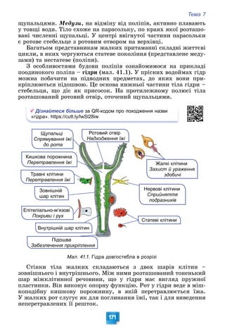 Тема 7
171
ùóïàëüöÿìè. Ìåäóçè, íà âіäìіíó âіä ïîëіïіâ, àêòèâíî ïëàâàþòü
ó òîâùі âîäè. Òіëî ñõîæå íà ïàðàñîëüêó, ïî êðàÿõ ÿêîї ðîçòàøî-
âàíі ÷èñëåííі ùóïàëüöі. Ó öåíòðі ââіãíóòîї ÷àñòèíè ïàðàñîëüêè
є ðîòîâå ñòåáåëüöå ç ðîòîâèì îòâîðîì íà âåðõіâöі.
Áàãàòüîì ïðåäñòàâíèêàì æàëêèõ ïðèòàìàííі ñêëàäíі æèòòєâі
öèêëè, â ÿêèõ ÷åðãóþòüñÿ ñòàòåâå ïîêîëіííÿ (ïðåäñòàâëåíå ìåäó-
çàìè) òà íåñòàòåâå (ïîëіïè).
Ç îñîáëèâîñòÿìè áóäîâè ïîëіïіâ îçíàéîìèìîñÿ íà ïðèêëàäі
ïîîäèíîêîãî ïîëіïà – ãіäðè (ìàë. 41.1). Ó ïðіñíèõ âîäîéìàõ ãіäð
ìîæíà ïîáà÷èòè íà ïіäâîäíèõ ïðåäìåòàõ, äî ÿêèõ âîíè ïðè-
êðіïëþþòüñÿ ïіäîøâîþ. Öå îñíîâà íèæíüîї ÷àñòèíè òіëà ãіäðè –
ñòåáåëüöÿ, ùî äіє ÿê ïðèñîñîê. Íà ïðîòèëåæíîìó ïîëþñі òіëà
ðîçòàøîâàíèé ðîòîâèé îòâіð, îòî÷åíèé ùóïàëüöÿìè.
Дізнайтеся більше за QR-кодом про походження назви
«гідра». https://cutt.ly/lwSl28iw
Ротовий отвір
Надходження їжі
Щупальці
Спрямування їжі
до рота
Жалкі клітини
Захист й ураження
здобичі
Кишкова порожнина
Перетравлення їжі
Підошва
Пі
Забезпечення прикріплення
Зовнішній
шар клітин
Внутрішній шар клітин
Статеві клітини
Епіте
еліально-м’язові
П
Покриви і рух
Тр
равні клітини
Пер
ретравлення їжі
Нервові клітини
Сприйняття
подразників
Мал. 41.1. Гідра довгостебла в розрізі
Ñòіíêè òіëà æàëêèõ ñêëàäàþòüñÿ ç äâîõ øàðіâ êëіòèí –
çîâíіøíüîãî і âíóòðіøíüîãî. Ìіæ íèìè ðîçòàøîâàíèé òîíåíüêèé
øàð ìіæêëіòèííîї ðå÷îâèíè, ùî ó ãіäðè ìàє âèãëÿä ïðóæíîї
ïëàñòèíêè. Âіí âèêîíóє îïîðíó ôóíêöіþ. Ðîò ó ãіäðè âåäå â ìіø-
êîïîäіáíó êèøêîâó ïîðîæíèíó, â ÿêіé ïåðåòðàâëþєòüñÿ їæà.
Ó æàëêèõ ðîò ñëóãóє ÿê äëÿ ïîãëèíàííÿ їæі, òàê і äëÿ âèâåäåííÿ
íåïåðåòðàâëåíèõ її ðåøòîê.
 