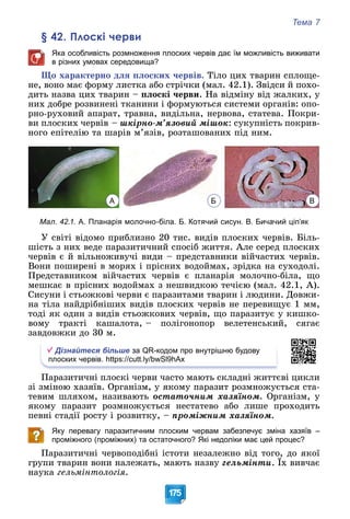 Тема 7
175
§ 42. Плоскі черви
Яка особливість розмноження плоских червів дає їм можливість виживати
в різних умовах середовища?
Ùî õàðàêòåðíî äëÿ ïëîñêèõ ÷åðâіâ. Òіëî öèõ òâàðèí ñïëîùå-
íå, âîíî ìàє ôîðìó ëèñòêà àáî ñòðі÷êè (ìàë. 42.1). Çâіäñè é ïîõî-
äèòü íàçâà öèõ òâàðèí – ïëîñêі ÷åðâè. Íà âіäìіíó âіä æàëêèõ, ó
íèõ äîáðå ðîçâèíåíі òêàíèíè і ôîðìóþòüñÿ ñèñòåìè îðãàíіâ: îïî-
ðíî-ðóõîâèé àïàðàò, òðàâíà, âèäіëüíà, íåðâîâà, ñòàòåâà. Ïîêðè-
âè ïëîñêèõ ÷åðâіâ – øêіðíî-ì’ÿçîâèé ìіøîê: ñóêóïíіñòü ïîêðèâ-
íîãî åïіòåëіþ òà øàðіâ ì’ÿçіâ, ðîçòàøîâàíèõ ïіä íèì.
А Б В
Мал. 42.1. А. Планарія молочно-біла. Б. Котячий сисун. В. Бичачий ціп’як
Ó ñâіòі âіäîìî ïðèáëèçíî 20 òèñ. âèäіâ ïëîñêèõ ÷åðâіâ. Áіëü-
øіñòü ç íèõ âåäå ïàðàçèòè÷íèé ñïîñіá æèòòÿ. Àëå ñåðåä ïëîñêèõ
÷åðâіâ є é âіëüíîæèâó÷і âèäè – ïðåäñòàâíèêè âіé÷àñòèõ ÷åðâіâ.
Âîíè ïîøèðåíі â ìîðÿõ і ïðіñíèõ âîäîéìàõ, çðіäêà íà ñóõîäîëі.
Ïðåäñòàâíèêîì âіé÷àñòèõ ÷åðâіâ є ïëàíàðіÿ ìîëî÷íî-áіëà, ùî
ìåøêàє â ïðіñíèõ âîäîéìàõ ç íåøâèäêîþ òå÷ієþ (ìàë. 42.1, À).
Ñèñóíè і ñòüîæêîâі ÷åðâè є ïàðàçèòàìè òâàðèí і ëþäèíè. Äîâæè-
íà òіëà íàéäðіáíіøèõ âèäіâ ïëîñêèõ ÷åðâіâ íå ïåðåâèùóє 1 ìì,
òîäі ÿê îäèí ç âèäіâ ñòüîæêîâèõ ÷åðâіâ, ùî ïàðàçèòóє ó êèøêî-
âîìó òðàêòі êàøàëîòà, – ïîëіãîíîïîð âåëåòåíñüêèé, ñÿãàє
çàâäîâæêè äî 30 ì.
Дізнайтеся більше за QR-кодом про внутрішню будову
плоских червів. https://cutt.ly/bwSl9hAx
Ïàðàçèòè÷íі ïëîñêі ÷åðâè ÷àñòî ìàþòü ñêëàäíі æèòòєâі öèêëè
çі çìіíîþ õàçÿїâ. Îðãàíіçì, ó ÿêîìó ïàðàçèò ðîçìíîæóєòüñÿ ñòà-
òåâèì øëÿõîì, íàçèâàþòü îñòàòî÷íèì õàçÿїíîì. Îðãàíіçì, ó
ÿêîìó ïàðàçèò ðîçìíîæóєòüñÿ íåñòàòåâî àáî ëèøå ïðîõîäèòü
ïåâíі ñòàäії ðîñòó і ðîçâèòêó, – ïðîìіæíèì õàçÿїíîì.
Яку перевагу паразитичним плоским червам забезпечує зміна хазяїв –
проміжного (проміжних) та остаточного? Які недоліки має цей процес?
Ïàðàçèòè÷íі ÷åðâîïîäіáíі іñòîòè íåçàëåæíî âіä òîãî, äî ÿêîї
ãðóïè òâàðèí âîíè íàëåæàòü, ìàþòü íàçâó ãåëüìіíòè. Їõ âèâ÷àє
íàóêà ãåëüìіíòîëîãіÿ.
 