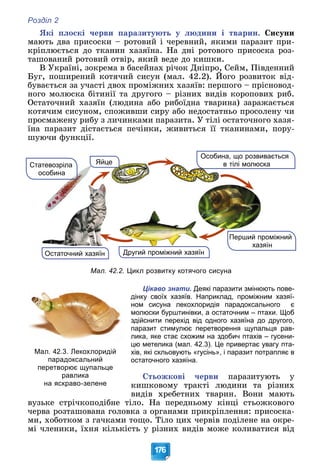 Розділ 2
176
ßêі ïëîñêі ÷åðâè ïàðàçèòóþòü ó ëþäèíè і òâàðèí. Ñèñóíè
ìàþòü äâà ïðèñîñêè – ðîòîâèé і ÷åðåâíèé, ÿêèìè ïàðàçèò ïðè-
êðіïëþєòüñÿ äî òêàíèí õàçÿїíà. Íà äíі ðîòîâîãî ïðèñîñêà ðîç-
òàøîâàíèé ðîòîâèé îòâіð, ÿêèé âåäå äî êèøêè.
Â Óêðàїíі, çîêðåìà â áàñåéíàõ ðі÷îê Äíіïðî, Ñåéì, Ïіâäåííèé
Áóã, ïîøèðåíèé êîòÿ÷èé ñèñóí (ìàë. 42.2). Éîãî ðîçâèòîê âіä-
Ä
áóâàєòüñÿ çà ó÷àñòі äâîõ ïðîìіæíèõ õàçÿїâ: ïåðøîãî – ïðіñíîâîä-
íîãî ìîëþñêà áіòèíії òà äðóãîãî – ðіçíèõ âèäіâ êîðîïîâèõ ðèá.
Îñòàòî÷íèé õàçÿїí (ëþäèíà àáî ðèáîїäíà òâàðèíà) çàðàæàєòüñÿ
êîòÿ÷èì ñèñóíîì, ñïîæèâøè ñèðó àáî íåäîñòàòíüî ïðîñîëåíó ÷è
ïðîñìàæåíó ðèáó ç ëè÷èíêàìè ïàðàçèòà. Ó òіëі îñòàòî÷íîãî õàçÿ-
їíà ïàðàçèò äіñòàєòüñÿ ïå÷іíêè, æèâèòüñÿ її òêàíèíàìè, ïîðó-
øóþ÷è ôóíêöії.
Перший проміжний
хазяїн
Другий проміжний хазяїн
Особина, що розвивається
в тілі молюска
Ста
атевозріла
о
особина
Яйце
Остаточний хазяїн
Мал. 42.2. Цикл розвитку котячого сисуна
Цікаво знати. Деякі паразити змінюють пове-
дінку своїх хазяїв. Наприклад, проміжним хазяї-
ном сисуна лекохлоридія парадоксального є
молюски бурштинівки, а остаточним – птахи. Щоб
здійснити перехід від одного хазяїна до другого,
паразит стимулює перетворення щупальця рав-
лика, яке стає схожим на здобич птахів – гусени-
цю метелика (мал. 42.3). Це привертає увагу пта-
хів, які скльовують «гусінь», і паразит потрапляє в
остаточного хазяїна.
Ñòüîæêîâі ÷åðâè ïàðàçèòóþòü ó
êèøêîâîìó òðàêòі ëþäèíè òà ðіçíèõ
âèäіâ õðåáåòíèõ òâàðèí. Âîíè ìàþòü
âóçüêå ñòðі÷êîïîäіáíå òіëî. Íà ïåðåäíüîìó êіíöі ñòüîæêîâîãî
÷åðâà ðîçòàøîâàíà ãîëîâêà ç îðãàíàìè ïðèêðіïëåííÿ: ïðèñîñêà-
ìè, õîáîòêîì ç ãà÷êàìè òîùî. Òіëî öèõ ÷åðâіâ ïîäіëåíå íà îêðå-
ìі ÷ëåíèêè, їõíÿ êіëüêіñòü ó ðіçíèõ âèäіâ ìîæå êîëèâàòèñÿ âіä
Мал. 42.3. Лекохлоридій
парадоксальний
перетворює щупальце
равлика
на яскраво-зелене
 
