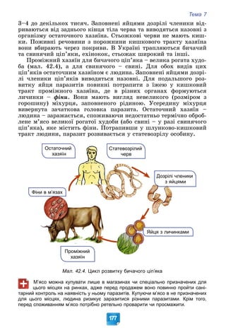 Тема 7
177
3–4 äî äåêіëüêîõ òèñÿ÷. Çàïîâíåíі ÿéöÿìè äîçðіëі ÷ëåíèêè âіä-
ðèâàþòüñÿ âіä çàäíüîãî êіíöÿ òіëà ÷åðâà òà âèâîäÿòüñÿ íàçîâíі ç
îðãàíіçìó îñòàòî÷íîãî õàçÿїíà. Ñòüîæêîâі ÷åðâè íå ìàþòü êèø-
êè. Ïîæèâíі ðå÷îâèíè ç ïîðîæíèíè êèøêîâîãî òðàêòó õàçÿїíà
âîíè âáèðàþòü ÷åðåç ïîêðèâè. Â Óêðàїíі òðàïëÿþòüñÿ áè÷à÷èé
òà ñâèíÿ÷èé öіï’ÿêè, åõіíîêîê, ñòüîæàê øèðîêèé òà іíøі.
Ïðîìіæíèé õàçÿїí äëÿ áè÷à÷îãî öіï’ÿêà – âåëèêà ðîãàòà õóäî-
áà (ìàë. 42.4), à äëÿ ñâèíÿ÷îãî – ñâèíі. Äëÿ îáîõ âèäіâ öèõ
öіï’ÿêіâ îñòàòî÷íèì õàçÿїíîì є ëþäèíà. Çàïîâíåíі ÿéöÿìè äîçðі-
ëі ÷ëåíèêè öіï’ÿêіâ âèâîäÿòüñÿ íàçîâíі. Äëÿ ïîäàëüøîãî ðîç-
âèòêó ÿéöÿ ïàðàçèòіâ ïîâèííі ïîòðàïèòè ç їæåþ ó êèøêîâèé
òðàêò ïðîìіæíîãî õàçÿїíà, äå â ðіçíèõ îðãàíàõ ôîðìóþòüñÿ
ëè÷èíêè – ôіíè. Âîíè ìàþòü âèãëÿä íåâåëèêîãî (ðîçìіðîì ç
ãîðîøèíó) ìіõóðöÿ, çàïîâíåíîãî ðіäèíîþ. Óñåðåäèíó ìіõóðöÿ
âèâåðíóòà çà÷àòêîâà ãîëîâêà ïàðàçèòà. Îñòàòî÷íèé õàçÿїí –
ëþäèíà – çàðàæàєòüñÿ, ñïîæèâàþ÷è íåäîñòàòíüî òåðìі÷íî îáðîá-
ëåíå ì’ÿñî âåëèêîї ðîãàòîї õóäîáè (àáî ñâèíі – ó ðàçі ñâèíÿ÷îãî
öіï’ÿêà), ÿêå ìіñòèòü ôіíè. Ïîòðàïèâøè ó øëóíêîâî-êèøêîâèé
òðàêò ëþäèíè, ïàðàçèò ðîçâèâàєòüñÿ ó ñòàòåâîçðіëó îñîáèíó.
Остаточний
хазяїн
еники
Дозрілі чле
ми
з яйцям
Яйця з личинками
Проміжний
хазяїн
Статевозрілий
черв
Фіни
и в м’язах
Мал. 42.4. Цикл розвитку бичачого ціп’яка
М’ясо можна купувати лише в магазинах чи спеціально призначених для
цього місцях на ринках, адже перед продажем воно повинно пройти сані-
тарний контроль на наявність у ньому паразитів. Купуючи м’ясо в не призначених
для цього місцях, людина ризикує заразитися різними паразитами. Крім того,
перед споживанням м’ясо потрібно ретельно проварити чи просмажити.
 
