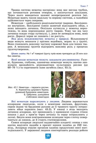 Тема 7
179
Òðàâíà ñèñòåìà íåìàòîä íàñêðіçíà: âîíà ìàє âèãëÿä òðóáêè,
ùî ïî÷èíàєòüñÿ ðîòîâèì îòâîðîì, à çàêіí÷óєòüñÿ àíàëüíèì.
×åðåç íüîãî âèâîäÿòüñÿ íàçîâíі íåïåðåòðàâëåíі ðåøòêè їæі.
Íåìàòîäè ìàþòü òàêîæ âèäіëüíó òà íåðâîâó ñèñòåìè, à ãàçîîáìіí
çäіéñíþєòüñÿ ÷åðåç ïîêðèâè.
Íåìàòîäè – çäåáіëüøîãî ðîçäіëüíîñòàòåâі òâàðèíè. Çàïëіäíåí-
íÿ âíóòðіøíє. Çàïëіäíåíі ñàìêè çàçâè÷àé âіäêëàäàþòü ÿéöÿ, ç
ÿêèõ âèõîäèòü ëè÷èíêà. Îñêіëüêè êóòèêóëà ó íåìàòîä íåðîç-
òÿæíà, òî âîíà ïåðåøêîäæàє ðîñòó òâàðèí. Òîìó ÷àñ âіä ÷àñó
ëè÷èíêà ñêèäàє ñòàðó êóòèêóëó, і, äîêè íå çàòâåðäіëà íîâà, âîíà
ðîñòå. Äîðîñëі ÷åðâè íå ëèíÿþòü і íå ðîñòóòü.
ßêà ðîëü âіëüíîæèâó÷èõ íåìàòîä ó ïðèðîäі. Âіëüíîæèâó÷і
âèäè ìîæóòü ìåøêàòè ó ïðіñíèõ âîäîéìàõ, ìîðÿõ òà ó ґðóíòі.
Âîíè ñòàíîâëÿòü âàæëèâó ÷àñòèíó êîðìîâîї áàçè äëÿ іíøèõ òâà-
ðèí. À ìåøêàíöі ґðóíòіâ âіäіãðàþòü âàæëèâó ðîëü ó ïðîöåñàõ
ґðóíòîóòâîðåííÿ.
Цікаво знати. На 1 м2
поверхні ґрунту луків може припадати до 20 млн осо-
бин нематод.
ßêîї øêîäè íåìàòîäè ìîæóòü çàâäàâàòè ðîñëèííèöòâó. Ãàëî-
âі, áóðÿêîâà, ñòåáëîâà, ïøåíè÷íà íåìàòîäè ìîæóòü çíà÷íî çíè-
æóâàòè âðîæàéíіñòü ðіçíîìàíіòíèõ êóëüòóðíèõ ðîñëèí (äî
60–70 %) òà ñïðè÷èíÿòè їõíþ çàãèáåëü (ìàë. 43.1).
Мал. 43.1. Нематоди – паразити рослин.
А. Коренеплід цукрового буряка,
уражений буряковою нематодою.
Б. Цибулина, ушкоджена
стебловою нематодою
А Б
ßêі íåìàòîäè ïàðàçèòóþòü ó ëþäèíè. Ëþäèíà çàðàæàєòüñÿ
àñêàðèäîþ ëþäñüêîþ, êîëè ç íåìèòèìè îâî÷àìè, ôðóêòàìè,
ñèðîþ âîäîþ ÷è áðóäíèìè ðóêàìè äî її òðàâíîãî òðàêòó ïîòðàï-
ëÿþòü ÿéöÿ ïàðàçèòà (ìàë. 43.2). Ó êèøöі ç ÿєöü âèõîäÿòü
ëè÷èíêè àñêàðèäè, ÿêі ïðîíèêàþòü ó êðîâîíîñíі ñóäèíè ñòіíîê
êèøêè і äàëі ç êðîâ’þ ÷åðåç ïå÷іíêó òà ñåðöå ïîòðàïëÿþòü ó
ëåãåíі. Çâіäòè âîíè ïîâіòðîíîñíèìè øëÿõàìè ÷åðåç ãëîòêó ïîâåð-
òàþòüñÿ äî êèøêè, äå é ñòàþòü ñòàòåâîçðіëèìè.
Ñàìêè àñêàðèäè ëþäñüêîї íàäçâè÷àéíî ïëîäþ÷і: êîæíà ç íèõ
çäàòíà âèäіëÿòè ùîäîáè â ïðîñâіò êèøêè õàçÿїíà äî 250 òèñ.
ÿєöü. Àñêàðèäà îòðóþє îðãàíіçì õàçÿїíà ïðîäóêòàìè ñâîєї æèò-
òєäіÿëüíîñòі. Ó çàðàæåíîї ëþäèíè ñïîñòåðіãàþòü ðîçëàäè ðîáîòè
 