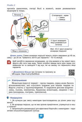 Розділ 2
180
îðãàíіâ òðàâëåííÿ, ãîñòðі áîëі â æèâîòі, ìîæå ðîçâèâàòèñÿ
íåäîêðіâ’ÿ òîùî.
Мал. 43.2. Цикл розвитку
аскариди людської
Статевозрілі черви
♀ – самка
♂ – самець
Личинка
Яйце з личинкою
У ґрунті всередині
яйця розвивається
личинка
Цікаво знати. Самки аскариди людської можуть сягати завдовжки до 45 см,
самці – до 25 см. Тривалість життя цих паразитів – 10–12 місяців.
Щоб запобігти зараженню аскаридами, не слід вживати в їжу немиті овочі,
фрукти або пити сиру воду. Також потрібно завжди мити руки перед спо-
живанням їжі та захищати її від мух, які на своєму тілі переносять яйця
паразитів.
Дізнайтеся більше про гострика та трихінелу за
QR-кодом. https://cutt.ly/SwSl9JJz
Узагальнення
Íåìàòîäè (êðóãëі ÷åðâè) – ãðóïà òâàðèí, ñåðåä ÿêèõ áàãàòî
âіëüíîæèâó÷èõ, ÿêі ñëóãóþòü êîðìîì äëÿ іíøèõ òâàðèí òà
áåðóòü ó÷àñòü ó ґðóíòîóòâîðåííі. Є ïàðàçèòè ðîñëèí (êàðòîï-
ëÿíà, ãàëîâà, ïøåíè÷íà, áóðÿêîâà íåìàòîäè), ëþäèíè і òâà-
ðèí (àñêàðèäà, ãîñòðèê, òðèõіíåëà).
Поміркуйте
1. Як кутикула дає змогу нематодам пристосовуватись до різних умов існу-
вання?
2. Як аскарида людська, що не має органів прикріплення, утримується в киш-
ці хазяїна?
3. Запропонуйте рекомендації для ефективної боротьби з нематодами – пара-
зитами сільськогосподарських культур.
 