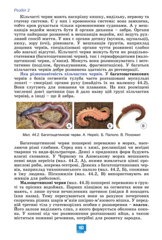 Розділ 2
182
Êіëü÷àñòі ÷åðâè ìàþòü íàñêðіçíó êèøêó, âèäіëüíó, íåðâîâó òà
ñòàòåâó ñèñòåìè. Є ó íèõ і êðîâîíîñíà ñèñòåìà: âîíà çàìêíåíà,
òîáòî êðîâ ðóõàєòüñÿ òіëüêè êðîâîíîñíèìè ñóäèíàìè. À ó ìåø-
êàíöіâ âîäîéì ìîæóòü áóòè é îðãàíè äèõàííÿ – çÿáðà. Îðãàíè
÷óòòÿ íàéêðàùå ðîçâèíåíі â ìåøêàíöіâ âîäîéì, ÿêі âåäóòü ðóõ-
ëèâèé ñïîñіá æèòòÿ. Ó íèõ є îðãàíè äîòèêó (âóñèêè, ùóïàëüöі),
íþõó, çîðó (î÷і), ðіâíîâàãè. Ó ìåøêàíöіâ ґðóíòіâ, íàïðèêëàä
äîùîâèõ ÷åðâіâ, ñïåöіàëіçîâàíі îðãàíè ÷óòòÿ ðîçâèíåíі ñëàáêî
àáî âçàãàëі âіäñóòíі. Êіëü÷àñòі ÷åðâè ìîæóòü áóòè ÿê ðîçäіëüíî-
ñòàòåâèìè (áàãàòîùåòèíêîâі ÷åðâè), òàê і ãåðìàôðîäèòàìè (ìàëî-
ùåòèíêîâі ÷åðâè, ï’ÿâêè). Ìîæóòü âîíè ðîçìíîæóâàòèñü і âåãå-
òàòèâíî (ïîäіëîì, áðóíüêóâàííÿì, ôðàãìåíòàöієþ). Ó áàãàòüîõ
êіëü÷àñòèõ ÷åðâіâ äîáðå ðîçâèíåíà çäàòíіñòü äî ðåãåíåðàöії.
ßêà ðіçíîìàíіòíіñòü êіëü÷àñòèõ ÷åðâіâ. Ó áàãàòîùåòèíêîâèõ
÷åðâіâ ç áîêіâ ñåãìåíòіâ òóëóáà ÷àñòî ðîçòàøîâàíі ìóñêóëüíі
ëîïàòі – ñâîєðіäíі îðãàíè ðóõó (çíàéäіòü їõ íà ìàëþíêó 44.2).
Âîíè ñëóãóþòü äëÿ ïîâçàííÿ ÷è ïëàâàííÿ. Íà íèõ ðîçìіùåíі
÷èñëåííі äîâãі ùåòèíêè (ùî é äàëî íàçâó öіé ãðóïі êіëü÷àñòèõ
÷åðâіâ), à іíîäі – ùå é çÿáðà.
А Б В
Мал. 44.2. Багатощетинкові черви. А. Нереїс. Б. Палоло. В. Піскожил
Áàãàòîùåòèíêîâі ÷åðâè ïîøèðåíі ïåðåâàæíî â ìîðÿõ, íàñå-
ëÿþ÷è ðіçíі ãëèáèíè. Ñåðåä íèõ є õèæі, ðîñëèíîїäíі ÷è âñåїäíі
òâàðèíè òà âèäè-ôіëüòðàòîðè. Äåÿêі ç ïðèäîííèõ ôîðì áóäóþòü
âëàñíі ñõîâàíêè. Ó ×îðíîìó òà Àçîâñüêîìó ìîðÿõ ìåøêàþòü
ïåâíі âèäè íåðåїñіâ (ìàë. 44.2, À), ÿêèìè æèâëÿòüñÿ öіííі ïðî-
ìèñëîâі ðèáè, çîêðåìà îñåòðîâі. Äåÿêèõ ç áàãàòîùåòèíêîâèõ ÷åð-
âіâ, íàïðèêëàä òèõîîêåàíñüêîãî ïàëîëî (ìàë. 44.2, Á), ñïîæèâàє
â їæó ëþäèíà. Ïіñêîæèëіâ (ìàë. 44.2, Â) âèêîðèñòîâóþòü ÿê
æèâöіâ äëÿ ðèáîëîâëі.
Ìàëîùåòèíêîâі ÷åðâè (ìàë. 44.3) ïîøèðåíі ïåðåâàæíî â ґðóí-
òі òà ïðіñíèõ âîäîéìàõ. Ïàðíèõ êіíöіâîê íà ñåãìåíòàõ âîíè íå
ìàþòü, є ëèøå ïó÷êè íå÷èñëåííèõ ùåòèíîê (çâіäêè é ïîõîäèòü
їõíÿ íàçâà). Òîìó ïåðåñóâàþòüñÿ âîíè çà ðàõóíîê ïî÷åðãîâèõ
ñêîðî÷åíü ðіçíèõ øàðіâ ì’ÿçіâ øêіðíî-ì’ÿçîâîãî ìіøêà. Ó ïåðåä-
íіé òðåòèíі òіëà ó ñòàòåâîçðіëèõ îñîáèí є ðîçøèðåííÿ – ïîÿñîê.
Éîãî çàëîçè âèäіëÿþòü ñëèç, ç ÿêîãî ôîðìóєòüñÿ îáîëîíêà êîêî-
íà. Ó êîêîíі ïіä ÷àñ ðîçìíîæåííÿ ðîçòàøîâàíі ÿéöÿ, à òàêîæ
ìіñòÿòüñÿ ïîæèâíі ðå÷îâèíè, ïîòðіáíі äëÿ ðîçâèòêó çàðîäêà.
 
