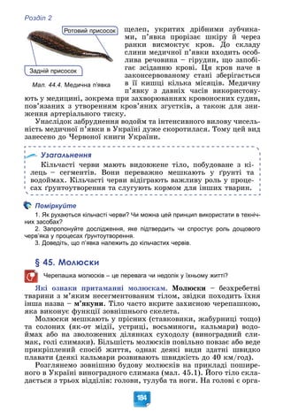 Розділ 2
184
ùåëåï, óêðèòèõ äðіáíèìè çóá÷èêà-
ìè, ï’ÿâêà ïðîðіçàє øêіðó é ÷åðåç
ðàíêè âèñìîêòóє êðîâ. Äî ñêëàäó
ñëèíè ìåäè÷íîї ï’ÿâêè âõîäèòü îñîá-
ëèâà ðå÷îâèíà – ãіðóäèí, ùî çàïîáі-
ãàє çñіäàííþ êðîâі. Öÿ êðîâ íà÷å â
çàêîíñåðâîâàíîìó ñòàíі çáåðіãàєòüñÿ
â її êèøöі êіëüêà ìіñÿöіâ. Ìåäè÷íó
ï’ÿâêó ç äàâíіõ ÷àñіâ âèêîðèñòîâó-
þòü ó ìåäèöèíі, çîêðåìà ïðè çàõâîðþâàííÿõ êðîâîíîñíèõ ñóäèí,
ïîâ’ÿçàíèõ ç óòâîðåííÿì êðîâ’ÿíèõ çãóñòêіâ, à òàêîæ äëÿ çíè-
æåííÿ àðòåðіàëüíîãî òèñêó.
Óíàñëіäîê çàáðóäíåííÿ âîäîéì òà іíòåíñèâíîãî âèëîâó ÷èñåëü-
íіñòü ìåäè÷íîї ï’ÿâêè â Óêðàїíі äóæå ñêîðîòèëàñÿ. Òîìó öåé âèä
çàíåñåíî äî ×åðâîíîї êíèãè Óêðàїíè.
Узагальнення
Êіëü÷àñòі ÷åðâè ìàþòü âèäîâæåíå òіëî, ïîáóäîâàíå ç êі-
ëåöü – ñåãìåíòіâ. Âîíè ïåðåâàæíî ìåøêàþòü ó ґðóíòі òà
âîäîéìàõ. Êіëü÷àñòі ÷åðâè âіäіãðàþòü âàæëèâó ðîëü ó ïðîöå-
ñàõ ґðóíòîóòâîðåííÿ òà ñëóãóþòü êîðìîì äëÿ іíøèõ òâàðèí.
Поміркуйте
1. Як рухаються кільчасті черви? Чи можна цей принцип використати в техніч-
них засобах?
2. Запропонуйте дослідження, яке підтвердить чи спростує роль дощового
черв’яка у процесах ґрунтоутворення.
3. Доведіть, що п’явка належить до кільчастих червів.
§ 45. Молюски
Черепашка молюсків – це перевага чи недолік у їхньому житті?
ßêі îçíàêè ïðèòàìàííі ìîëþñêàì. Ìîëþñêè – áåçõðåáåòíі
òâàðèíè ç ì’ÿêèì íåñåãìåíòîâàíèì òіëîì, çâіäêè ïîõîäèòü їõíÿ
іíøà íàçâà – ì’ÿêóíè. Òіëî ÷àñòî âêðèòå çàõèñíîþ ÷åðåïàøêîþ,
ÿêà âèêîíóє ôóíêöії çîâíіøíüîãî ñêåëåòà.
Ìîëþñêè ìåøêàþòü ó ïðіñíèõ (ñòàâêîâèêè, æàáóðíèöі òîùî)
òà ñîëîíèõ (ÿê-îò ìіäії, óñòðèöі, âîñüìèíîãè, êàëüìàðè) âîäî-
éìàõ àáî íà çâîëîæåíèõ äіëÿíêàõ ñóõîäîëó (âèíîãðàäíèé ñëè-
ìàê, ãîëі ñëèìàêè). Áіëüøіñòü ìîëþñêіâ ïîâіëüíî ïîâçàє àáî âåäå
ïðèêðіïëåíèé ñïîñіá æèòòÿ, îäíàê äåÿêі âèäè çäàòíі øâèäêî
ïëàâàòè (äåÿêі êàëüìàðè ðîçâèâàþòü øâèäêіñòü äî 40 êì/ãîä).
Ðîçãëÿíåìî çîâíіøíþ áóäîâó ìîëþñêіâ íà ïðèêëàäі ïîøèðå-
íîãî â Óêðàїíі âèíîãðàäíîãî ñëèìàêà (ìàë. 45.1). Éîãî òіëî ñêëà-
äàєòüñÿ ç òðüîõ âіääіëіâ: ãîëîâè, òóëóáà òà íîãè. Íà ãîëîâі є îðãà-
Задній присосок
Р й
Ротовий присосок
Мал. 44.4. Медична п’явка
 
