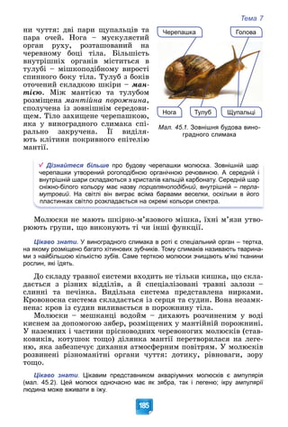 Тема 7
185
Щупальці
Нога
Черепашка Голова
Тулуб
Мал. 45.1. Зовнішня будова вино-
градного слимака
íè ÷óòòÿ: äâі ïàðè ùóïàëüöіâ òà
ïàðà î÷åé. Íîãà – ìóñêóëÿñòèé
îðãàí ðóõó, ðîçòàøîâàíèé íà
÷åðåâíîìó áîöі òіëà. Áіëüøіñòü
âíóòðіøíіõ îðãàíіâ ìіñòèòüñÿ â
òóëóáі – ìіøêîïîäіáíîìó âèðîñòі
ñïèííîãî áîêó òіëà. Òóëóá ç áîêіâ
îòî÷åíèé ñêëàäêîþ øêіðè – ìàí-
òієþ. Ìіæ ìàíòієþ òà òóëóáîì
ðîçìіùåíà ìàíòіéíà ïîðîæíèíà,
ñïîëó÷åíà іç çîâíіøíіì ñåðåäîâè-
ùåì. Òіëî çàõèùåíå ÷åðåïàøêîþ,
ÿêà ó âèíîãðàäíîãî ñëèìàêà ñïі-
ðàëüíî çàêðó÷åíà. Її âèäіëÿ-
þòü êëіòèíè ïîêðèâíîãî åïіòåëіþ
ìàíòії.
Дізнайтеся більше про будову черепашки молюска. Зовнішній шар
черепашки утворений рогоподібною органічною речовиною. А середній і
внутрішній шари складаються з кристалів кальцій карбонату. Середній шар
сніжно-білого кольору має назву порцеляноподібний, внутрішній – перла-
мутровий. На світлі він виграє всіма барвами веселки, оскільки в його
пластинках світло розкладається на окремі кольори спектра.
Ìîëþñêè íå ìàþòü øêіðíî-ì’ÿçîâîãî ìіøêà, їõíі ì’ÿçè óòâî-
ðþþòü ãðóïè, ùî âèêîíóþòü òі ÷è іíøі ôóíêöії.
Цікаво знати. У виноградного слимака в роті є спеціальний орган – тертка,
на якому розміщено багато хітинових зубчиків. Тому слимаків називають тварина-
ми з найбільшою кількістю зубів. Саме терткою молюски зчищають м’які тканини
рослин, які їдять.
Äî ñêëàäó òðàâíîї ñèñòåìè âõîäèòü íå òіëüêè êèøêà, ùî ñêëà-
äàєòüñÿ ç ðіçíèõ âіääіëіâ, à é ñïåöіàëіçîâàíі òðàâíі çàëîçè –
ñëèííі òà ïå÷іíêà. Âèäіëüíà ñèñòåìà ïðåäñòàâëåíà íèðêàìè.
Êðîâîíîñíà ñèñòåìà ñêëàäàєòüñÿ іç ñåðöÿ òà ñóäèí. Âîíà íåçàìê-
íåíà: êðîâ іç ñóäèí âèëèâàєòüñÿ â ïîðîæíèíó òіëà.
Ìîëþñêè – ìåøêàíöі âîäîéì – äèõàþòü ðîç÷èíåíèì ó âîäі
êèñíåì çà äîïîìîãîþ çÿáåð, ðîçìіùåíèõ ó ìàíòіéíіé ïîðîæíèíі.
Ó íàçåìíèõ і ÷àñòèíè ïðіñíîâîäíèõ ÷åðåâîíîãèõ ìîëþñêіâ (ñòàâ-
êîâèêіâ, êîòóøîê òîùî) äіëÿíêà ìàíòії ïåðåòâîðèëàñÿ íà ëåãå-
íþ, ÿêà çàáåçïå÷óє äèõàííÿ àòìîñôåðíèì ïîâіòðÿì. Ó ìîëþñêіâ
ðîçâèíåíі ðіçíîìàíіòíі îðãàíè ÷óòòÿ: äîòèêó, ðіâíîâàãè, çîðó
òîùî.
Цікаво знати. Цікавим представником акваріумних молюсків є ампулярія
(мал. 45.2). Цей молюск одночасно має як зябра, так і легеню; ікру ампулярії
людина може вживати в їжу.
 