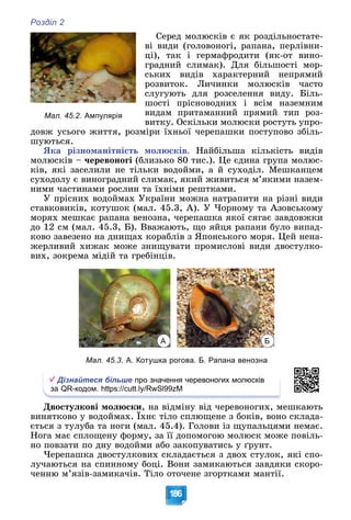 Розділ 2
186
Ñåðåä ìîëþñêіâ є ÿê ðîçäіëüíîñòàòå-
âі âèäè (ãîëîâîíîãі, ðàïàíà, ïåðëіâíè-
öі), òàê і ãåðìàôðîäèòè (ÿê-îò âèíî-
ãðàäíèé ñëèìàê). Äëÿ áіëüøîñòі ìîð-
ñüêèõ âèäіâ õàðàêòåðíèé íåïðÿìèé
ðîçâèòîê. Ëè÷èíêè ìîëþñêіâ ÷àñòî
ñëóãóþòü äëÿ ðîçñåëåííÿ âèäó. Áіëü-
øîñòі ïðіñíîâîäíèõ і âñіì íàçåìíèì
âèäàì ïðèòàìàííèé ïðÿìèé òèï ðîç-
âèòêó. Îñêіëüêè ìîëþñêè ðîñòóòü óïðî-
äîâæ óñüîãî æèòòÿ, ðîçìіðè їõíüîї ÷åðåïàøêè ïîñòóïîâî çáіëü-
øóþòüñÿ.
ßêà ðіçíîìàíіòíіñòü ìîëþñêіâ. Íàéáіëüøà êіëüêіñòü âèäіâ
ìîëþñêіâ – ÷åðåâîíîãі (áëèçüêî 80 òèñ.). Öå єäèíà ãðóïà ìîëþñ-
êіâ, ÿêі çàñåëèëè íå òіëüêè âîäîéìè, à é ñóõîäіë. Ìåøêàíöåì
ñóõîäîëó є âèíîãðàäíèé ñëèìàê, ÿêèé æèâèòüñÿ ì’ÿêèìè íàçåì-
íèìè ÷àñòèíàìè ðîñëèí òà їõíіìè ðåøòêàìè.
Ó ïðіñíèõ âîäîéìàõ Óêðàїíè ìîæíà íàòðàïèòè íà ðіçíі âèäè
ñòàâêîâèêіâ, êîòóøîê (ìàë. 45.3, À). Ó ×îðíîìó òà Àçîâñüêîìó
ìîðÿõ ìåøêàє ðàïàíà âåíîçíà, ÷åðåïàøêà ÿêîї ñÿãàє çàâäîâæêè
äî 12 ñì (ìàë. 45.3, Á). Ââàæàþòü, ùî ÿéöÿ ðàïàíè áóëî âèïàä-
êîâî çàâåçåíî íà äíèùàõ êîðàáëіâ ç ßïîíñüêîãî ìîðÿ. Öåé íåíà-
æåðëèâèé õèæàê ìîæå çíèùóâàòè ïðîìèñëîâі âèäè äâîñòóëêî-
âèõ, çîêðåìà ìіäіé òà ãðåáіíöіâ.
А Б
Мал. 45.3. А. Котушка рогова. Б. Рапана венозна
Дізнайтеся більше про значення черевоногих молюсків
за QR-кодом. https://cutt.ly/RwSl99zM
Äâîñòóëêîâі ìîëþñêè, íà âіäìіíó âіä ÷åðåâîíîãèõ, ìåøêàþòü
âèíÿòêîâî ó âîäîéìàõ. Їõíє òіëî ñïëþùåíå ç áîêіâ, âîíî ñêëàäà-
Ä ó
єòüñÿ ç òóëóáà òà íîãè (ìàë. 45.4). Ãîëîâè іç ùóïàëüöÿìè íåìàє.
Íîãà ìàє ñïëîùåíó ôîðìó, çà її äîïîìîãîþ ìîëþñê ìîæå ïîâіëü-
íî ïîâçàòè ïî äíó âîäîéìè àáî çàêîïóâàòèñü ó ґðóíò.
×åðåïàøêà äâîñòóëêîâèõ ñêëàäàєòüñÿ ç äâîõ ñòóëîê, ÿêі ñïî-
ëó÷àþòüñÿ íà ñïèííîìó áîöі. Âîíè çàìèêàþòüñÿ çàâäÿêè ñêîðî-
÷åííþ ì’ÿçіâ-çàìèêà÷іâ. Òіëî îòî÷åíå çãîðòêàìè ìàíòії.
Мал. 45.2. Ампулярія
 
