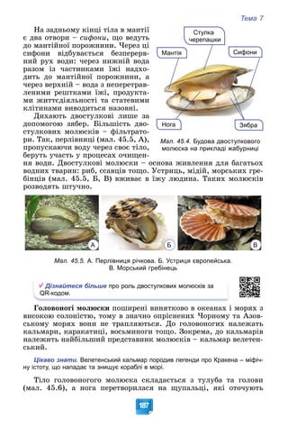 Тема 7
187
Íà çàäíüîìó êіíöі òіëà â ìàíòії
є äâà îòâîðè – ñèôîíè, ùî âåäóòü
äî ìàíòіéíîї ïîðîæíèíè. ×åðåç öі
ñèôîíè âіäáóâàєòüñÿ áåçïåðåðâ-
íèé ðóõ âîäè: ÷åðåç íèæíіé âîäà
ðàçîì іç ÷àñòèíêàìè їæі íàäõî-
äèòü äî ìàíòіéíîї ïîðîæíèíè, à
÷åðåç âåðõíіé – âîäà ç íåïåðåòðàâ-
ëåíèìè ðåøòêàìè їæі, ïðîäóêòà-
ìè æèòòєäіÿëüíîñòі òà ñòàòåâèìè
êëіòèíàìè âèâîäèòüñÿ íàçîâíі.
Äèõàþòü äâîñòóëêîâі ëèøå çà
äîïîìîãîþ çÿáåð. Áіëüøіñòü äâî-
ñòóëêîâèõ ìîëþñêіâ – ôіëüòðàòî-
ðè. Òàê, ïåðëіâíèöі (ìàë. 45.5, À),
ïðîïóñêàþ÷è âîäó ÷åðåç ñâîє òіëî,
áåðóòü ó÷àñòü ó ïðîöåñàõ î÷èùåí-
íÿ âîäè. Äâîñòóëêîâі ìîëþñêè – îñíîâà æèâëåííÿ äëÿ áàãàòüîõ
âîäíèõ òâàðèí: ðèá, ññàâöіâ òîùî. Óñòðèöü, ìіäіé, ìîðñüêèõ ãðå-
áіíöіâ (ìàë. 45.5, Á, Â) âæèâàє â їæó ëþäèíà. Òàêèõ ìîëþñêіâ
ðîçâîäÿòü øòó÷íî.
А Б В
Мал. 45.5. А. Перлівниця річкова. Б. Устриця європейська.
В. Морський гребінець
Дізнайтеся більше про роль двостулкових молюсків за
QR-кодом.
Ãîëîâîíîãі ìîëþñêè ïîøèðåíі âèíÿòêîâî â îêåàíàõ і ìîðÿõ ç
âèñîêîþ ñîëîíіñòþ, òîìó â çíà÷íî îïðіñíåíèõ ×îðíîìó òà Àçîâ-
ñüêîìó ìîðÿõ âîíè íå òðàïëÿþòüñÿ. Äî ãîëîâîíîãèõ íàëåæàòü
êàëüìàðè, êàðàêàòèöі, âîñüìèíîãè òîùî. Çîêðåìà, äî êàëüìàðіâ
íàëåæèòü íàéáіëüøèé ïðåäñòàâíèê ìîëþñêіâ – êàëüìàð âåëåòåí-
ñüêèé.
Цікаво знати. Велетенський кальмар породив легенди про Кракена – міфіч-
ну істоту, що нападає та знищує кораблі в морі.
Òіëî ãîëîâîíîãîãî ìîëþñêà ñêëàäàєòüñÿ ç òóëóáà òà ãîëîâè
(ìàë. 45.6), à íîãà ïåðåòâîðèëàñÿ íà ùóïàëüöі, ÿêі îòî÷óþòü
Зябра
Нога
Стулка
черепашки
Сифони
Мантія
Мал. 45.4. Будова двостулкового
молюска на прикладі жабурниці
 