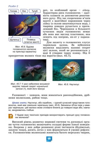 Розділ 2
188
ðîò, òà îñîáëèâèé îðãàí – ëіéêó.
Õàðàêòåðíà ðèñà ãîëîâîíîãèõ – çäàò-
íіñòü ïëàâàòè çà äîïîìîãîþ ðåàêòèâ-
íîãî ðóõó. Ïіä ÷àñ ñêîðî÷åííÿ ì’ÿçіâ
ìàíòії ç ìàíòіéíîї ïîðîæíèíè ÷åðåç
ëіéêó іç ñèëîþ âèøòîâõóєòüñÿ âîäà, і
òâàðèíà øâèäêî ðóõàєòüñÿ â ïðîòè-
ëåæíèé áіê. ×åðåïàøêè â áіëüøîñòі
ñó÷àñíèõ âèäіâ ãîëîâîíîãèõ íåìàє
àáî âîíà ìàє âèãëÿä ïëàñòèíêè, ÿêà
ëåæèòü ïіä øêіðîþ, ÿê-îò ó êàðàêà-
òèöі.
Äëÿ çàõèñòó â ãîëîâîíîãèõ ñëóãóє
÷îðíèëüíà çàëîçà. Çà íåáåçïåêè
ìîëþñêè âèäіëÿþòü íàçîâíі ñåêðåò
öієї çàëîçè, ÿêèé íå ðîç÷èíÿєòüñÿ ó
âîäі é óòâîðþє ÷îðíó ïëÿìó. Ïіä її
ïðèêðèòòÿì ìîëþñê òіêàє âіä âîðîãіâ (ìàë. 45.7).
1
Мал. 45.7. У разі небезпеки восьминіг
виділяє темний секрет чорнильної
залози (1), який його маскує
Ãîëîâîíîãі – õèæàêè, âîíè æèâëÿòüñÿ ðàêîïîäіáíèìè, äðіá-
íèìè ìîëþñêàìè, ðèáîþ òîùî.
Цікаво знати. Наутилус, або кораблик, – єдиний сучасний представник голо-
воногих, який має зовнішню черепашку (мал. 45.8). Змінюючи об’єм газів у каме-
рах черепашки, цей молюск може спливати ближче до поверхні води або, навпа-
ки, занурюватись глибше.
У будові яких технічних приладів використовують принцип руху головоно-
гих молюсків?
Âèñîêèé ðіâåíü ðîçâèòêó íåðâîâîї ñèñòåìè òà äîñêîíàëі îðãà-
íè ÷óòòÿ ãîëîâîíîãèõ âèçíà÷àþòü ñêëàäíі ôîðìè їõíüîї ïîâåäіí-
êè. Çîêðåìà ó íèõ äîáðå ðîçâèíåíі ðіçíі іíñòèíêòè (áóäіâåëüíі,
çàõèñíі òîùî), äîñèòü ëåãêî ó íèõ ôîðìóþòüñÿ é óìîâíі ðåôëåê-
ñè. Ãîëîâîíîãèìè ìîëþñêàìè æèâèòüñÿ áàãàòî ìîðñüêèõ òâàðèí,
Око
Щупальці Плавець
(згортка мантії)
Тулуб
Голова
Мал. 45.6. Будова
головоногого молюска
на прикладі каракатиці
Мал. 45.8. Наутилус
 