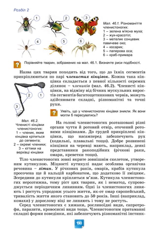 Розділ 2
190
1 2 3
4 5 6
Мал. 46.1. Різноманіття
членистоногих:
1 – зелена м’ясна муха;
2 – жук-красотіл;
3 – метелик сонцевик
павичеве око;
4 – косарик;
5 – паперова оса;
6 – краб-примара
Порівняйте тварин, зображених на мал. 46.1. Визначте риси подібності.
Íàçâà öèõ òâàðèí ïîõîäèòü âіä òîãî, ùî äî їõíіõ ñåãìåíòіâ
ïðèêðіïëþþòüñÿ ïî ïàðі ÷ëåíèñòèõ êіíöіâîê. Êîæíà òàêà êіí-
öіâêà ñêëàäàєòüñÿ ç ïåâíîї êіëüêîñòі îêðåìèõ
äіëÿíîê – ÷ëåíèêіâ (ìàë. 46.2). ×ëåíèñòі êіí-
öіâêè, íà âіäìіíó âіä áі÷íèõ ìóñêóëüíèõ âèðîñ-
òіâ ñåãìåíòіâ áàãàòîùåòèíêîâèõ ÷åðâіâ, ìîæóòü
çäіéñíþâàòè ñêëàäíі, ðіçíîìàíіòíі òà òî÷íі
ðóõè.
Уявіть, що у членистоногих кінцівки зникли. Як вони
могли б пересуватись?
Íà ãîëîâі ÷ëåíèñòîíîãèõ ðîçòàøîâàíі ðіçíі
îðãàíè ÷óòòÿ é ðîòîâèé îòâіð, îòî÷åíèé ðîòî-
âèìè êіíöіâêàìè. Äî ãðóäåé ïðèêðіïëåíі êіí-
öіâêè, ùî íàñàìïåðåä çàáåçïå÷óþòü ðóõ
(õîäèëüíі, ïëàâàëüíі òîùî). Äîáðå ðîçâèíåíі
êіíöіâêè íà ÷åðåâöі ìàþòü, íàïðèêëàä, äåÿêі
ïðåäñòàâíèêè ðàêîïîäіáíèõ (ðі÷êîâі ðàêè,
îìàðè, êðåâåòêè òîùî).
Òіëî ÷ëåíèñòîíîãèõ çîâíі âêðèòå çîâíіøíіì ñêåëåòîì, óòâîðå-
íèì êóòèêóëîþ. Ìіöíîñòі êóòèêóëі íàäàє îñîáëèâà îðãàíі÷íà
ðå÷îâèíà – õіòèí. Ó ðі÷êîâèõ ðàêіâ, îìàðіâ, êðàáіâ êóòèêóëà
ïðîñî÷åíà ùå é êàëüöіé êàðáîíàòîì, ùî äîäàòêîâî її çìіöíþє.
Çñåðåäèíè äî êóòèêóëè êðіïëÿòüñÿ ì’ÿçè. Êóòèêóëà ÷ëåíèñòîíî-
ãèõ íåðîçòÿæíà, òîìó ðіñò öèõ òâàðèí, ÿê і íåìàòîä, ñóïðîâî-
äæóєòüñÿ ïåðіîäè÷íèì ëèíÿííÿì. Îäíі іç ÷ëåíèñòîíîãèõ ëèíÿ-
þòü і ðîñòóòü óïðîäîâæ óñüîãî æèòòÿ, ÿê-îò îìàð єâðîïåéñüêèé,
òðèâàëіñòü æèòòÿ ÿêîãî ñòàíîâèòü äî 50 ðîêіâ. Іíøі (íàïðèêëàä,
êîìàõè) ó äîðîñëîìó âіöі íå ëèíÿþòü і òîìó íå ðîñòóòü.
Ñåðåä ÷ëåíèñòîíîãèõ є õèæàêè, ðîñëèíîїäíі âèäè, ñàïðîòðî-
ôè, ïàðàçèòè, êðîâîñèñíі âèäè òîùî. ×ëåíèñòîíîãèì ïðèòàìàííі
ñêëàäíі ôîðìè ïîâåäіíêè, ÿêі çàáåçïå÷óþòü ðіçíîìàíіòíі іíñòèíê-
1
2
3
Мал. 46.2.
Членисті кінцівки
членистоногих:
1 – членик, яким
кінцівка кріпиться
до сегмента;
2 – окремі членики;
3 – кігтики на
верхівці кінцівки
 