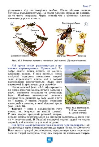 Тема 7
195
ðіçíÿþòüñÿ âіä ñòàòåâîçðіëèõ îñîáèí. Ïіñëÿ êіëüêîõ ëèíÿíü
ëè÷èíêà çàëÿëüêîâóєòüñÿ. Íà ñòàäії ëÿëå÷êè êîìàõà íå æèâèòü-
ñÿ òà ÷àñòî íåðóõîìà. ×åðåç ïåâíèé ÷àñ ç îáîëîíêè ëÿëå÷êè
âèõîäèòü äîðîñëà êîìàõà.
А
Доросла особина
Б
Личинки
Яйця
Личинка
Лялечка
Яйце
Доросла особина
Доросла особина
Мал. 47.2. Розвиток комахи з неповним (А) і повним (Б) перетворенням
ßêі ãðóïè êîìàõ ðîçâèâàþòüñÿ ç íå-
ïîâíèì ïåðåòâîðåííÿì. Ïðÿìîêðèëі. Âè
äîáðå çíàєòå òàêèõ êîìàõ, ÿê êîíèêè,
öâіðêóíè, ñàðàíà. Ó íèõ âóçåíüêі ïðÿìі
øêіðÿñòі íàäêðèëà çàõèùàþòü øèðîêі
çàäíі ïåðåòèí÷àñòі êðèëà, ÿêі â ïîëüîòі
âіÿëîïîäіáíî ðîçãîðòàþòüñÿ. Çàäíі íîãè
âèäîâæåíі é ïðèçíà÷åíі äëÿ ñòðèáêіâ.
Êîíèê çåëåíèé (ìàë. 47.3, À), ñòðåêîòіí-
íÿ ÿêîãî çàçâè÷àé ìîæíà ïî÷óòè íàäâå÷іð і
âíî÷і, æèâèòüñÿ êîìàõàìè òà ðîñëèííîþ
їæåþ. Îñîáëèâî íåíàæåðëèâі ëè÷èíêè
êîíèêà: îäíà ëè÷èíêà çà äîáó ìîæå ç’їñòè
äî 7 êîìàõ. Ó ñòåïàõ Óêðàїíè ïîøèðåíà
õèæà äèáêà ñòåïîâà, â ÿêîї âіäñóòíі êðèëà
(ìàë. 47.3, Á).
Òàðãàíè – îäíà ç íàéäàâíіøèõ ãðóï
êîìàõ, ÿêі іñíóâàëè íà íàøіé ïëàíåòі.
Ó öèõ òâàðèí ãðèçó÷èé ðîòîâèé àïàðàò,
ïåðåäíі êðèëà ïåðåòâîðèëèñÿ íà øêіðÿñòі íàäêðèëà, à çàäíі êðè-
ëà – ïåðåòèí÷àñòі. Â Óêðàїíі ïîøèðåíі òàðãàí ðóäèé òà òàðãàí
÷îðíèé, ÿêі ìåøêàþòü ó æèòëі ëþäèíè.
ßêі ãðóïè êîìàõ ðîçâèâàþòüñÿ ç ïîâíèì ïåðåòâîðåííÿì. Íàé-
áіëüøå âèäіâ ñåðåä êîìàõ íàëåæèòü äî æóêіâ (áëèçüêî 400 òèñÿ÷).
Âîíè ìàþòü ãðèçó÷і ðîòîâі îðãàíè, ïåðåäíÿ ïàðà êðèë ïåðåòâîðè-
ëàñÿ íà òâåðäі íàäêðèëà, òîìó öèõ òâàðèí ùå íàçèâàþòü òâåðäî-
Мал. 47.3. Прямокрилі.
А. Коник зелений.
Б. Дибка степова
А
Б
 