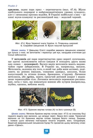 Розділ 2
196
êðèëèìè, çàäíÿ ïàðà êðèë – ïåðåòèí÷àñòà (ìàë. 47.4). Æóêè
çäåáіëüøîãî ïîøèðåíі â íàéðіçíîìàíіòíіøèõ óìîâàõ ñóõîäîëó,
àëå є і ìåøêàíöі ïðіñíèõ âîäîéì. Â Óêðàїíі íàéáіëüøі ç íèõ – öå
õèæі æóêè-ïëàâóíöі òà ðîñëèíîїäíèé âèä – âîäîëþá ÷îðíèé.
А Б В
Мал. 47.4. Жуки Червоної книги України. А. Плавунець широкий.
Б. Скарабей священний. В. Вусач пахучий мускусний
Цікаво знати. У Давньому Єгипті скарабея вважали священною комахою:
рух кульок з гною, які виготовляє і перекочує цей жук, нагадував єгиптянам рух
Сонця небосхилом.
Ó ìåòåëèêіâ äâі ïàðè ïåðåòèí÷àñòèõ êðèë âêðèòі ëóñî÷êàìè,
ùî çäàòíі çàëîìëþâàòè ñâіòëî (çâіäêè é ïîõîäèòü äðóãà íàçâà
öèõ êîìàõ – ëóñêîêðèëі). Áàãàòî âèäіâ ìåòåëèêіâ ìàþòü íàäçâè-
÷àéíî ãàðíå çàáàðâëåííÿ. Â Óêðàїíі öå, íàïðèêëàä, ìàõàîí.
Ìåòåëèêіâ, çàëåæíî âіä òîãî, â ÿêèé ÷àñ äîáè âîíè àêòèâíі, ïîäі-
ëÿþòü íà äåííèõ (ìàõàîí, ñîíöåâèê àäìіðàë, àïîëëîí, áіëàí
êàïóñòÿíèé) òà íі÷íèõ (ñîâêè, áðàæíèêè, ï’ÿäóíè). Ëè÷èíêè
ìåòåëèêіâ, àáî ãóñіíü, ìàþòü ãðèçó÷èé ðîòîâèé àïàðàò і âèäîâ-
æåíå ÷åðâîïîäіáíå òіëî. Ëè÷èíêè ìåòåëèêіâ ïåðåâàæíî ðîñëèíî-
їäíі, õî÷à є òàêі, ùî æèâëÿòüñÿ âîâíîþ àáî õóòðîì (íàïðèêëàä,
øóáíà, îäåæíà, ìåáëåâà ìîëі).
А Б
Мал. 47.5. Бражник мертва голова (А) та його гусениця (Б)
Цікаво знати. Метелик бражник мертва голова (мал. 47.5) на спинному боці
грудного відділу має малюнок, що нагадує череп. Звідси його назва. Таємничий
малюнок на тілі бражника мертва голова породив багато легенд. Зокрема,
з появою цього метелика пов’язували початок епідемій, воєн, голодоморів.
Видатний американський письменник Едгар По присвятив цьому метелику опові-
дання «Сфінкс».
 