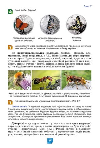 Тема 7
197
Знай, люби, бережи!
Червонець вогняний
(дукачик обочень)
Аполлон (верховинець
Аполлон)
Косатець
махаон
Використовуючи різні джерела, знайдіть інформацію про денних метеликів,
яких викарбовано на монетах Національного банку України.
Äî ïåðåòèí÷àñòîêðèëèõ íàëåæàòü áäæîëè, äæìåëі, îñè,
ìóðàøêè, їçäöі òîùî (ìàë. 47.6). Âîíè ìàþòü äâі ïàðè ïåðåòèí-
÷àñòèõ êðèë. Áäæîëà ìåäîíîñíà, äæìåëі, øåðøíі, ìóðàøêè – öå
ñóñïіëüíі êîìàõè, ÿêі óòâîðþþòü ñâîєðіäíі ðîäèíè. Ó íèõ âèäі-
ëÿþòü îêðåìі ãðóïè – êàñòè, êîæíà ç ÿêèõ âèêîíóє ïåâíі ôóíê-
öії òà âіäðіçíÿєòüñÿ ïåâíèìè îñîáëèâîñòÿìè áóäîâè.
А Б В
Мал. 47.6. Перетинчастокрилі. А. Джміль моховий – рідкісний вид, занесений
до Червоної книги України. Б. Мурашка руда лісова. В. Шершень звичайний
Які зв’язки існують між мурашками і попелицями (мал. 47.6, Б)?
Цікаво знати. У мурашок виділяють такі групи особин, як самці та самки
(тільки вони можуть мати крила), солдати (мають велику голову з добре розвине-
ними щелепами) та робітники. Мурашки будують гнізда, які називають мурашни-
ками. Під час будівництва гнізда мурашки перемішують ґрунт, збільшують його
шпаристість, збагачують органічними речовинами. Руді лісові мурашки винищу-
ють значну кількість шкідників лісу.
Äâîêðèëі – öå ãðóïà êîìàõ, ó ÿêèõ є ëèøå îäíà (ïåðåäíÿ)
ïàðà ïåðåòèí÷àñòèõ êðèë, à çàäíÿ ïåðåòâîðåíà íà áóëàâîïîäіáíі
óòâîðè – äçèæ÷àëüöÿ (ìàë. 47.7). Ðîòîâі îðãàíè â áіëüøîñòі
ìóõ – öå ì’ÿêèé ëèæó÷èé õîáîòîê, ó êðîâîñèñíèõ âèäіâ (êîìà-
ðіâ, ìîøîê, ìîêðåöіâ) – êîëþ÷î-ñèñíі ðîòîâі îðãàíè.
 