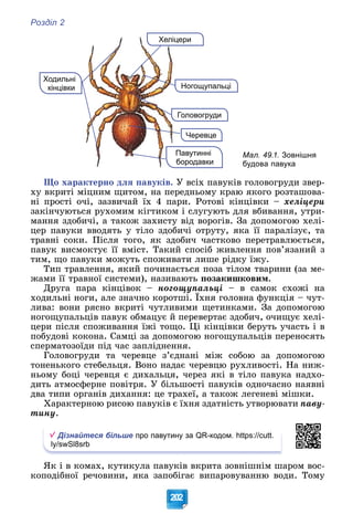 Розділ 2
202
Ходильні
кінцівки Ногощупальці
Н
Черевце
оловогруди
Го
Мал. 49.1. Зовнішня
будова павука
ри
Хеліцер
авутинні
Па
ородавки
бо
Ùî õàðàêòåðíî äëÿ ïàâóêіâ. Ó âñіõ ïàâóêіâ ãîëîâîãðóäè çâåð-
õó âêðèòі ìіöíèì ùèòîì, íà ïåðåäíüîìó êðàþ ÿêîãî ðîçòàøîâà-
íі ïðîñòі î÷і, çàçâè÷àé їõ 4 ïàðè. Ðîòîâі êіíöіâêè – õåëіöåðè
çàêіí÷óþòüñÿ ðóõîìèì êіãòèêîì і ñëóãóþòü äëÿ âáèâàííÿ, óòðè-
ìàííÿ çäîáè÷і, à òàêîæ çàõèñòó âіä âîðîãіâ. Çà äîïîìîãîþ õåëі-
öåð ïàâóêè ââîäÿòü ó òіëî çäîáè÷і îòðóòó, ÿêà її ïàðàëіçóє, òà
òðàâíі ñîêè. Ïіñëÿ òîãî, ÿê çäîáè÷ ÷àñòêîâî ïåðåòðàâëþєòüñÿ,
ïàâóê âèñìîêòóє її âìіñò. Òàêèé ñïîñіá æèâëåííÿ ïîâ’ÿçàíèé ç
òèì, ùî ïàâóêè ìîæóòü ñïîæèâàòè ëèøå ðіäêó їæó.
Òèï òðàâëåííÿ, ÿêèé ïî÷èíàєòüñÿ ïîçà òіëîì òâàðèíè (çà ìå-
æàìè її òðàâíîї ñèñòåìè), íàçèâàþòü ïîçàêèøêîâèì.
Äðóãà ïàðà êіíöіâîê – íîãîùóïàëüöі – â ñàìîê ñõîæі íà
õîäèëüíі íîãè, àëå çíà÷íî êîðîòøі. Їõíÿ ãîëîâíà ôóíêöіÿ – ÷óò-
Ä ùó ö
ëèâà: âîíè ðÿñíî âêðèòі ÷óòëèâèìè ùåòèíêàìè. Çà äîïîìîãîþ
íîãîùóïàëüöіâ ïàâóê îáìàöóє é ïåðåâåðòàє çäîáè÷, î÷èùóє õåëі-
öåðè ïіñëÿ ñïîæèâàííÿ їæі òîùî. Öі êіíöіâêè áåðóòü ó÷àñòü і â
ïîáóäîâі êîêîíà. Ñàìöі çà äîïîìîãîþ íîãîùóïàëüöіâ ïåðåíîñÿòü
ñïåðìàòîçîїäè ïіä ÷àñ çàïëіäíåííÿ.
Ãîëîâîãðóäè òà ÷åðåâöå ç’єäíàíі ìіæ ñîáîþ çà äîïîìîãîþ
òîíåíüêîãî ñòåáåëüöÿ. Âîíî íàäàє ÷åðåâöþ ðóõëèâîñòі. Íà íèæ-
íüîìó áîöі ÷åðåâöÿ є äèõàëüöÿ, ÷åðåç ÿêі â òіëî ïàâóêà íàäõî-
äèòü àòìîñôåðíå ïîâіòðÿ. Ó áіëüøîñòі ïàâóêіâ îäíî÷àñíî íàÿâíі
äâà òèïè îðãàíіâ äèõàííÿ: öå òðàõåї, à òàêîæ ëåãåíåâі ìіøêè.
Õàðàêòåðíîþ ðèñîþ ïàâóêіâ є їõíÿ çäàòíіñòü óòâîðþâàòè ïàâó-
òèíó.
Дізнайтеся більше про павутину за QR-кодом. https://cutt.
ly/swSl8srb
ßê і â êîìàõ, êóòèêóëà ïàâóêіâ âêðèòà çîâíіøíіì øàðîì âîñ-
êîïîäіáíîї ðå÷îâèíè, ÿêà çàïîáіãàє âèïàðîâóâàííþ âîäè. Òîìó
 