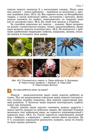 Тема 7
203
ïàâóêè ìîæóòü ìåøêàòè é ó ïîñóøëèâèõ óìîâàõ. Ëèøå îäèí
âèä ïàâóêіâ – ïàâóê-ñðіáëÿíêà – ïåðåéøîâ äî ìåøêàííÿ ó ïðіñ-
íèõ âîäîéìàõ (ìàë. 49.2, À). Âіí ñïðèòíî ïîëþє íà áåçõðåáåòíèõ
òâàðèí, à òàêîæ íåâåëèêèõ ðèáîê, ïóãîëîâêіâ і òðèòîíіâ. Äåÿêі
ïàâóêè ïîëþþòü íà çäîáè÷, ïåðåñóâàþ÷èñü ïî ïîâåðõíі âîäè
(ÿê-îò äîëîìåäåñ (ìàë. 49.2, Á), ÿêèé òåæ ìåøêàє â Óêðàїíі).
Çà ñïîñîáîì æèâëåííÿ âñі ïàâóêè – õèæàêè. Âîíè ïîëþþòü
íà ðіçíèõ ÷ëåíèñòîíîãèõ (êîìàõ, іíøèõ ïàâóêîïîäіáíèõ). Äåÿêі
âèäè âåëèêèõ ïàâóêіâ-ïòàõîїäіâ (ìàë. 49.2, Â) æèâëÿòüñÿ і äðіá-
íèìè õðåáåòíèìè òâàðèíàìè: æàáàìè, ÿùіðêàìè, çìіÿìè, ïòàõà-
ìè (çâіäñè é ïîõîäèòü їõíÿ íàçâà).
А Б В
Г Д Е
Мал. 49.2. Різноманітність павуків. А. Павук-сріблянка. Б. Доломедес.
В. Павук-птахоїд терафоза. Г. Каракурт. Д. Павук-краб.
Е. Павук-косарик фолькус
Як павук-сріблянка дихає під водою?
Ïàâóêè – ðîçäіëüíîñòàòåâі âèäè: ñàìöі ïàâóêіâ äðіáíіøі çà
ñàìîê. Ïіä ÷àñ ðîçìíîæåííÿ â áàãàòüîõ âèäіâ ïàâóêіâ ñïîñòåðіãà-
þòü ñêëàäíó øëþáíó ïîâåäіíêó. Äëÿ ïàâóêіâ õàðàêòåðíèé ïðÿ-
ìèé ðîçâèòîê. Ó áàãàòüîõ âèäіâ ïàâóêіâ ñïîñòåðіãàþòü òóðáîòó
ñàìîê ïðî íàùàäêіâ.
Îòðóòà äåÿêèõ âèäіâ ïàâóêіâ ñòàíîâèòü çàãðîçó çäîðîâ’þ і
íàâіòü æèòòþ ëþäèíè òà ñâіéñüêèõ òâàðèí. Íà òåðèòîðії Óêðàїíè
ìåøêàþòü òàêі íåáåçïå÷íі âèäè, ÿê òàðàíòóë ïіâäåííîðóñüêèé і
êàðàêóðò (ìàë. 49.2, Ã). Óêóñè òàðàíòóëà ñïðè÷èíþþòü ðіçêèé
áіëü і íàáðÿêè, à êàðàêóðòà – ìàþòü çíà÷íî âàæ÷і íàñëіäêè. Äî
4 % óêóøåíèõ êàðàêóðòîì ðèçèêóþòü ïîìåðòè, ÿêùî їì â÷àñíî
íå áóäå íàäàíà äîïîìîãà.
 