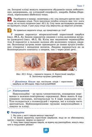 Тема 7
205
ëÿ. Іêñîäîâі êëіùі ìîæóòü ïåðåíîñèòè çáóäíèêіâ òàêèõ íåáåçïå÷-
íèõ çàõâîðþâàíü, ÿê êëіùîâèé åíöåôàëіò, õâîðîáà Ëàéìà (áîðå-
ëіîç), ïіðîïëàçìîç (áàáåçіîç) òîùî.
Перебуваючи в природі, насамперед у лісі, слід захищати одягом своє тіло
від іксодових кліщів. Після прогулянки потрібно оглянути своє тіло і зняти
кліщів, які на нього потрапили (мал. 49.3, Б). Слід також застосовувати речовини,
які відлякують кліщів. У разі укусу кліща слід звернутись до медичної установи.
Як правильно видалити кліща, що прикріпився до тіла?
Ó ëþäèíè ïàðàçèòóє ìіêðîñêîïі÷íèé êîðîñòÿíèé ñâåðáóí
(ìàë. 49.5, À). Іíøèì ïàðàçèòîì ëþäèíè є êëіù çàëîçíèöÿ âóãðî-
âà (äåìîäåêñ) (ìàë. 49.5, Á). Êëіù ìàє âèäîâæåíå ÷åðâîïîäіáíå
òіëî é ïàðàçèòóє â ñàëüíèõ çàëîçàõ àáî âîëîñÿíèõ ñóìêàõ ëþäè-
íè. Çàëîçíèöÿ âóãðîâà ìîæå ïðèçâîäèòè äî ïîÿâè âóãðіâ (ãíîéî-
âèõ óòâîðåíü) і âèïàäіííÿ âîëîññÿ. Ëþäèíà çàðàæàєòüñÿ ÿê çà
áåçïîñåðåäíüîãî êîíòàêòó ç õâîðèì, òàê і ÷åðåç ðіçíі ðå÷і.
А Б
Мал. 49.5. Кліщі – паразити людини. А. Коростяний свербун.
Б. Залозниця вугрова (демодекс)
Дізнайтеся більше про постільних кліщів і коростяного
свербуна за QR-кодом. https://cutt.ly/owKNtkt8
Узагальнення
Ïàâóêîïîäіáíі – öå ãðóïà ÷ëåíèñòîíîãèõ, ïîøèðåíèõ ïåðå-
âàæíî â íàçåìíî-ïîâіòðÿíîìó ñåðåäîâèùі. Âîíè ìàþòü 6 ïàð
êіíöіâîê: õåëіöåðè, íîãîùóïàëüöі òà 4 ïàðè õîäèëüíèõ íіã.
Òіëî ñêëàäàєòüñÿ ç ãîëîâîãðóäåé і ÷åðåâöÿ, ÿêі â êëіùіâ ÷àñòî
çðîñòàþòüñÿ. Íàéïîøèðåíіøèìè ãðóïàìè ïàâóêîïîäіáíèõ є
ïàâóêè òà êëіùі.
Поміркуйте
1. Яку роль у житті павуків виконує павутина?
2. Чи можна заразитись коростяним свербуном, якщо ви не обмінювались
одягом з людиною, хворою на коросту?
3. Чому певні представники павуків, на відміну від ракоподібних, можуть меш-
кати в посушливих умовах?
 