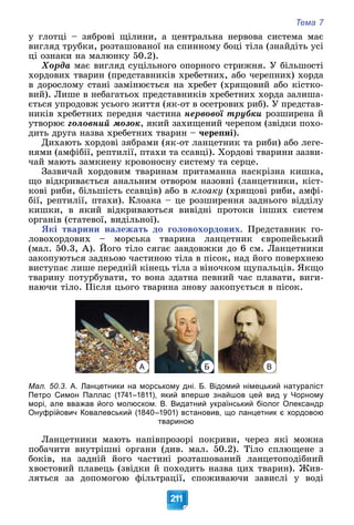 Тема 7
211
ó ãëîòöі – çÿáðîâі ùіëèíè, à öåíòðàëüíà íåðâîâà ñèñòåìà ìàє
âèãëÿä òðóáêè, ðîçòàøîâàíîї íà ñïèííîìó áîöі òіëà (çíàéäіòü óñі
öі îçíàêè íà ìàëþíêó 50.2).
Õîðäà ìàє âèãëÿä ñóöіëüíîãî îïîðíîãî ñòðèæíÿ. Ó áіëüøîñòі
õîðäîâèõ òâàðèí (ïðåäñòàâíèêіâ õðåáåòíèõ, àáî ÷åðåïíèõ) õîðäà
â äîðîñëîìó ñòàíі çàìіíþєòüñÿ íà õðåáåò (õðÿùîâèé àáî êіñòêî-
âèé). Ëèøå â íåáàãàòüîõ ïðåäñòàâíèêіâ õðåáåòíèõ õîðäà çàëèøà-
єòüñÿ óïðîäîâæ óñüîãî æèòòÿ (ÿê-îò â îñåòðîâèõ ðèá). Ó ïðåäñòàâ-
íèêіâ õðåáåòíèõ ïåðåäíÿ ÷àñòèíà íåðâîâîї òðóáêè ðîçøèðåíà é
óòâîðþє ãîëîâíèé ìîçîê, ÿêèé çàõèùåíèé ÷åðåïîì (çâіäêè ïîõî-
äèòü äðóãà íàçâà õðåáåòíèõ òâàðèí – ÷åðåïíі).
Äèõàþòü õîðäîâі çÿáðàìè (ÿê-îò ëàíöåòíèê òà ðèáè) àáî ëåãå-
íÿìè (àìôіáії, ðåïòèëії, ïòàõè òà ññàâöі). Õîðäîâі òâàðèíè çàçâè-
÷àé ìàþòü çàìêíåíó êðîâîíîñíó ñèñòåìó òà ñåðöå.
Çàçâè÷àé õîðäîâèì òâàðèíàì ïðèòàìàííà íàñêðіçíà êèøêà,
ùî âіäêðèâàєòüñÿ àíàëüíèì îòâîðîì íàçîâíі (ëàíöåòíèêè, êіñò-
êîâі ðèáè, áіëüøіñòü ññàâöіâ) àáî â êëîàêó (õðÿùîâі ðèáè, àìôі-
áії, ðåïòèëії, ïòàõè). Êëîàêà – öå ðîçøèðåííÿ çàäíüîãî âіääіëó
êèøêè, â ÿêèé âіäêðèâàþòüñÿ âèâіäíі ïðîòîêè іíøèõ ñèñòåì
îðãàíіâ (ñòàòåâîї, âèäіëüíîї).
ßêі òâàðèíè íàëåæàòü äî ãîëîâîõîðäîâèõ. Ïðåäñòàâíèê ãî-
ëîâîõîðäîâèõ – ìîðñüêà òâàðèíà ëàíöåòíèê єâðîïåéñüêèé
(ìàë. 50.3, À). Éîãî òіëî ñÿãàє çàâäîâæêè äî 6 ñì. Ëàíöåòíèêè
çàêîïóþòüñÿ çàäíüîþ ÷àñòèíîþ òіëà â ïіñîê, íàä éîãî ïîâåðõíåþ
âèñòóïàє ëèøå ïåðåäíіé êіíåöü òіëà ç âіíî÷êîì ùóïàëüöіâ. ßêùî
òâàðèíó ïîòóðáóâàòè, òî âîíà çäàòíà ïåâíèé ÷àñ ïëàâàòè, âèãè-
íàþ÷è òіëî. Ïіñëÿ öüîãî òâàðèíà çíîâó çàêîïóєòüñÿ â ïіñîê.
А Б В
Мал. 50.3. А. Ланцетники на морському дні. Б. Відомий німецький натураліст
Петро Симон Паллас (1741–1811), який вперше знайшов цей вид у Чорному
морі, але вважав його молюском. В. Видатний український біолог Олександр
Онуфрійович Ковалевський (1840–1901) встановив, що ланцетник є хордовою
твариною
Ëàíöåòíèêè ìàþòü íàïіâïðîçîðі ïîêðèâè, ÷åðåç ÿêі ìîæíà
ïîáà÷èòè âíóòðіøíі îðãàíè (äèâ. ìàë. 50.2). Òіëî ñïëþùåíå ç
áîêіâ, íà çàäíіé éîãî ÷àñòèíі ðîçòàøîâàíèé ëàíöåòîïîäіáíèé
õâîñòîâèé ïëàâåöü (çâіäêè é ïîõîäèòü íàçâà öèõ òâàðèí). Æèâ-
ëÿòüñÿ çà äîïîìîãîþ ôіëüòðàöії, ñïîæèâàþ÷è çàâèñëі ó âîäі
 