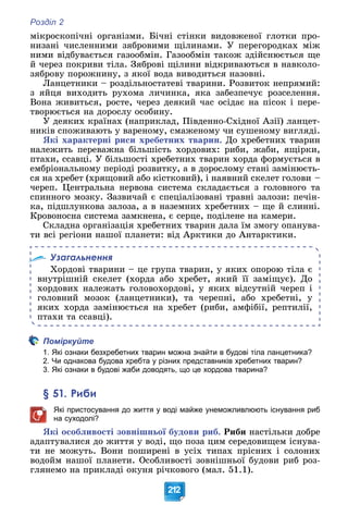 Розділ 2
212
ìіêðîñêîïі÷íі îðãàíіçìè. Áі÷íі ñòіíêè âèäîâæåíîї ãëîòêè ïðî-
íèçàíі ÷èñëåííèìè çÿáðîâèìè ùіëèíàìè. Ó ïåðåãîðîäêàõ ìіæ
íèìè âіäáóâàєòüñÿ ãàçîîáìіí. Ãàçîîáìіí òàêîæ çäіéñíþєòüñÿ ùå
é ÷åðåç ïîêðèâè òіëà. Çÿáðîâі ùіëèíè âіäêðèâàþòüñÿ â íàâêîëî-
çÿáðîâó ïîðîæíèíó, ç ÿêîї âîäà âèâîäèòüñÿ íàçîâíі.
Ëàíöåòíèêè – ðîçäіëüíîñòàòåâі òâàðèíè. Ðîçâèòîê íåïðÿìèé:
ç ÿéöÿ âèõîäèòü ðóõîìà ëè÷èíêà, ÿêà çàáåçïå÷óє ðîçñåëåííÿ.
Âîíà æèâèòüñÿ, ðîñòå, ÷åðåç äåÿêèé ÷àñ îñіäàє íà ïіñîê і ïåðå-
òâîðþєòüñÿ íà äîðîñëó îñîáèíó.
Ó äåÿêèõ êðàїíàõ (íàïðèêëàä, Ïіâäåííî-Ñõіäíîї Àçії) ëàíöåò-
íèêіâ ñïîæèâàþòü ó âàðåíîìó, ñìàæåíîìó ÷è ñóøåíîìó âèãëÿäі.
ßêі õàðàêòåðíі ðèñè õðåáåòíèõ òâàðèí. Äî õðåáåòíèõ òâàðèí
íàëåæèòü ïåðåâàæíà áіëüøіñòü õîðäîâèõ: ðèáè, æàáè, ÿùіðêè,
ïòàõè, ññàâöі. Ó áіëüøîñòі õðåáåòíèõ òâàðèí õîðäà ôîðìóєòüñÿ â
åìáðіîíàëüíîìó ïåðіîäі ðîçâèòêó, à â äîðîñëîìó ñòàíі çàìіíþєòü-
ñÿ íà õðåáåò (õðÿùîâèé àáî êіñòêîâèé), і íàÿâíèé ñêåëåò ãîëîâè –
÷åðåï. Öåíòðàëüíà íåðâîâà ñèñòåìà ñêëàäàєòüñÿ ç ãîëîâíîãî òà
ñïèííîãî ìîçêó. Çàçâè÷àé є ñïåöіàëіçîâàíі òðàâíі çàëîçè: ïå÷іí-
êà, ïіäøëóíêîâà çàëîçà, à â íàçåìíèõ õðåáåòíèõ – ùå é ñëèííі.
Êðîâîíîñíà ñèñòåìà çàìêíåíà, є ñåðöå, ïîäіëåíå íà êàìåðè.
Ñêëàäíà îðãàíіçàöіÿ õðåáåòíèõ òâàðèí äàëà їì çìîãó îïàíóâà-
òè âñі ðåãіîíè íàøîї ïëàíåòè: âіä Àðêòèêè äî Àíòàðêòèêè.
Узагальнення
Õîðäîâі òâàðèíè – öå ãðóïà òâàðèí, ó ÿêèõ îïîðîþ òіëà є
âíóòðіøíіé ñêåëåò (õîðäà àáî õðåáåò, ÿêèé її çàìіùóє). Äî
õîðäîâèõ íàëåæàòü ãîëîâîõîðäîâі, ó ÿêèõ âіäñóòíіé ÷åðåï і
ãîëîâíèé ìîçîê (ëàíöåòíèêè), òà ÷åðåïíі, àáî õðåáåòíі, ó
ÿêèõ õîðäà çàìіíþєòüñÿ íà õðåáåò (ðèáè, àìôіáії, ðåïòèëії,
ïòàõè òà ññàâöі).
Поміркуйте
1. Які ознаки безхребетних тварин можна знайти в будові тіла ланцетника?
2. Чи однакова будова хребта у різних представників хребетних тварин?
3. Які ознаки в будові жаби доводять, що це хордова тварина?
§ 51. Риби
Які пристосування до життя у воді майже унеможливлюють існування риб
на суходолі?
ßêі îñîáëèâîñòі çîâíіøíüîї áóäîâè ðèá. Ðèáè íàñòіëüêè äîáðå
àäàïòóâàëèñÿ äî æèòòÿ ó âîäі, ùî ïîçà öèì ñåðåäîâèùåì іñíóâà-
òè íå ìîæóòü. Âîíè ïîøèðåíі â óñіõ òèïàõ ïðіñíèõ і ñîëîíèõ
âîäîéì íàøîї ïëàíåòè. Îñîáëèâîñòі çîâíіøíüîї áóäîâè ðèá ðîç-
ãëÿíåìî íà ïðèêëàäі îêóíÿ ðі÷êîâîãî (ìàë. 51.1).
 