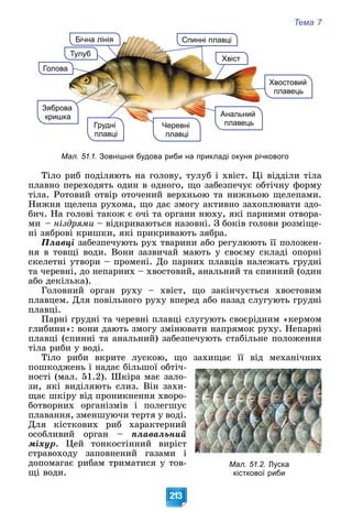 Тема 7
213
Бічна лінія
Хвіст
Спинні плавці
Голова
Анальний
плавець
Грудні
Грудні
плавці
Черевні
плавці
Хвостовий
плавець
Зяброва
кришка
Тулуб
Мал. 51.1. Зовнішня будова риби на прикладі окуня річкового
Òіëî ðèá ïîäіëÿþòü íà ãîëîâó, òóëóá і õâіñò. Öі âіääіëè òіëà
ïëàâíî ïåðåõîäÿòü îäèí â îäíîãî, ùî çàáåçïå÷óє îáòі÷íó ôîðìó
òіëà. Ðîòîâèé îòâіð îòî÷åíèé âåðõíüîþ òà íèæíüîþ ùåëåïàìè.
Íèæíÿ ùåëåïà ðóõîìà, ùî äàє çìîãó àêòèâíî çàõîïëþâàòè çäî-
áè÷. Íà ãîëîâі òàêîæ є î÷і òà îðãàíè íþõó, ÿêі ïàðíèìè îòâîðà-
ìè – íіçäðÿìè – âіäêðèâàþòüñÿ íàçîâíі. Ç áîêіâ ãîëîâè ðîçìіùå-
íі çÿáðîâі êðèøêè, ÿêі ïðèêðèâàþòü çÿáðà.
Ïëàâöі çàáåçïå÷óþòü ðóõ òâàðèíè àáî ðåãóëþþòü її ïîëîæåí-
íÿ â òîâùі âîäè. Âîíè çàçâè÷àé ìàþòü ó ñâîєìó ñêëàäі îïîðíі
ñêåëåòíі óòâîðè – ïðîìåíі. Äî ïàðíèõ ïëàâöіâ íàëåæàòü ãðóäíі
òà ÷åðåâíі, äî íåïàðíèõ – õâîñòîâèé, àíàëüíèé òà ñïèííèé (îäèí
àáî äåêіëüêà).
Ãîëîâíèé îðãàí ðóõó – õâіñò, ùî çàêіí÷óєòüñÿ õâîñòîâèì
ïëàâöåì. Äëÿ ïîâіëüíîãî ðóõó âïåðåä àáî íàçàä ñëóãóþòü ãðóäíі
ïëàâöі.
Ïàðíі ãðóäíі òà ÷åðåâíі ïëàâöі ñëóãóþòü ñâîєðіäíèì «êåðìîì
ãëèáèíè»: âîíè äàþòü çìîãó çìіíþâàòè íàïðÿìîê ðóõó. Íåïàðíі
ïëàâöі (ñïèííі òà àíàëüíèé) çàáåçïå÷óþòü ñòàáіëüíå ïîëîæåííÿ
òіëà ðèáè ó âîäі.
Òіëî ðèáè âêðèòå ëóñêîþ, ùî çàõèùàє її âіä ìåõàíі÷íèõ
ïîøêîäæåíü і íàäàє áіëüøîї îáòі÷-
íîñòі (ìàë. 51.2). Øêіðà ìàє çàëî-
çè, ÿêі âèäіëÿþòü ñëèç. Âіí çàõè-
ùàє øêіðó âіä ïðîíèêíåííÿ õâîðî-
áîòâîðíèõ îðãàíіçìіâ і ïîëåãøóє
ïëàâàííÿ, çìåíøóþ÷è òåðòÿ ó âîäі.
Äëÿ êіñòêîâèõ ðèá õàðàêòåðíèé
îñîáëèâèé îðãàí – ïëàâàëüíèé
ìіõóð. Öåé òîíêîñòіííèé âèðіñò
ñòðàâîõîäó çàïîâíåíèé ãàçàìè і
äîïîìàãàє ðèáàì òðèìàòèñÿ ó òîâ-
ùі âîäè.
Мал. 51.2. Луска
кісткової риби
 