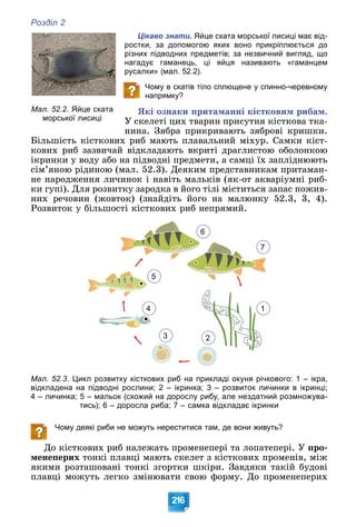 Розділ 2
216
Цікаво знати. Яйце ската морської лисиці має від-
ростки, за допомогою яких воно прикріплюється до
різних підводних предметів; за незвичний вигляд, що
нагадує гаманець, ці яйця називають «гаманцем
русалки» (мал. 52.2).
Чому в скатів тіло сплющене у спинно-черевному
напрямку?
ßêі îçíàêè ïðèòàìàííі êіñòêîâèì ðèáàì.
Ó ñêåëåòі öèõ òâàðèí ïðèñóòíÿ êіñòêîâà òêà-
íèíà. Çÿáðà ïðèêðèâàþòü çÿáðîâі êðèøêè.
Áіëüøіñòü êіñòêîâèõ ðèá ìàþòü ïëàâàëüíèé ìіõóð. Ñàìêè êіñò-
êîâèõ ðèá çàçâè÷àé âіäêëàäàþòü âêðèòі äðàãëèñòîþ îáîëîíêîþ
іêðèíêè ó âîäó àáî íà ïіäâîäíі ïðåäìåòè, à ñàìöі їõ çàïëіäíþþòü
ñіì’ÿíîþ ðіäèíîþ (ìàë. 52.3). Äåÿêèì ïðåäñòàâíèêàì ïðèòàìàí-
íå íàðîäæåííÿ ëè÷èíîê і íàâіòü ìàëüêіâ (ÿê-îò àêâàðіóìíі ðèá-
êè ãóïі). Äëÿ ðîçâèòêó çàðîäêà â éîãî òіëі ìіñòèòüñÿ çàïàñ ïîæèâ-
íèõ ðå÷îâèí (æîâòîê) (çíàéäіòü éîãî íà ìàëþíêó 52.3, 3, 4).
Ðîçâèòîê ó áіëüøîñòі êіñòêîâèõ ðèá íåïðÿìèé.
6
2
4
7
1
5
3
Мал. 52.3. Цикл розвитку кісткових риб на прикладі окуня річкового: 1 – ікра,
відкладена на підводні рослини; 2 – ікринка; 3 – розвиток личинки в ікринці;
4 – личинка; 5 – мальок (схожий на дорослу рибу, але нездатний розмножува-
тись); 6 – доросла риба; 7 – самка відкладає ікринки
Чому деякі риби не можуть нереститися там, де вони живуть?
Äî êіñòêîâèõ ðèá íàëåæàòü ïðîìåíåïåðі òà ëîïàòåïåðі. Ó ïðî-
ìåíåïåðèõ òîíêі ïëàâöі ìàþòü ñêåëåò ç êіñòêîâèõ ïðîìåíіâ, ìіæ
ÿêèìè ðîçòàøîâàíі òîíêі çãîðòêè øêіðè. Çàâäÿêè òàêіé áóäîâі
ïëàâöі ìîæóòü ëåãêî çìіíþâàòè ñâîþ ôîðìó. Äî ïðîìåíåïåðèõ
Мал. 52.2. Яйце ската
морської лисиці
 