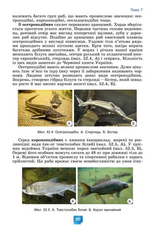 Тема 7
217
íàëåæèòü áàãàòî ãðóï ðèá, ùî ìàþòü ïðîìèñëîâå çíà÷åííÿ: îñå-
òðîïîäіáíі, êîðîïîïîäіáíі, îñåëåäöåïîäіáíі òîùî.
Â îñåòðîïîäіáíèõ ñêåëåò ïåðåâàæíî õðÿùîâèé. Õîðäà çáåðіãà-
єòüñÿ ïðîòÿãîì óñüîãî æèòòÿ. Ïåðåäíÿ ÷àñòèíà ãîëîâè âèäîâæå-
íà, ðîòîâèé îòâіð ìàє âèãëÿä ïîïåðå÷íîї ùіëèíè, çóáè ó äîðîñ-
ëèõ ðèá âіäñóòíі. Ïîäіáíî äî õðÿùîâèõ ðèá õâîñòîâèé ïëàâåöü
îñåòðîïîäіáíèõ ó âèãëÿäі ïіâìіñÿöÿ. Óçäîâæ òіëà ï’ÿòüìà ðÿäà-
ìè ïðîõîäÿòü âåëèêі êіñòêîâі ùèòêè. Êðіì òîãî, øêіðà âêðèòà
áàãàòüìà äðіáíèìè ëóñî÷êàìè. Ó ìîðÿõ і ðі÷êàõ íàøîї êðàїíè
ìåøêàþòü áіëóãà çâè÷àéíà, îñåòðè ðóñüêèé òà àòëàíòè÷íèé (îñå-
òåð єâðîïåéñüêèé), ñòåðëÿäü (ìàë. 52.4, À) і ñåâðþãà. Áіëüøіñòü
іç öèõ âèäіâ çàíåñåíî äî ×åðâîíîї êíèãè Óêðàїíè.
Îñåòðîïîäіáíі ìàþòü âåëèêå ïðîìèñëîâå çíà÷åííÿ. Äóæå öіíó-
þòü їõíє ì’ÿñî òà іêðó (ÿêó ÷åðåç її çàáàðâëåííÿ íàçèâàþòü ÷îð-
íîþ). Ëþäèíà øòó÷íî ðîçâîäèòü äåÿêі âèäè îñåòðîïîäіáíèõ.
Çîêðåìà, ñòâîðåíî ãіáðèä áіëóãè òà ñòåðëÿäі – áіñòåð, ÿêèé øâèä-
êî ðîñòå é ìàє âèñîêі õàð÷îâі ÿêîñòі (ìàë. 52.4, Á).
А Б
Мал. 52.4. Осетроподібні. А. Стерлядь. Б. Бістер
Ñåðåä êîðîïîïîäіáíèõ є õèæàêè (íàïðèêëàä, æåðåõ) òà ðîñ-
ëèíîїäíі âèäè (ÿê-îò òîâñòîëîáèê áіëèé) (ìàë. 52.5, À). Ó ïðіñ-
íèõ âîäîéìàõ Óêðàїíè ìåøêàє êîðîï çâè÷àéíèé (ìàë. 52.5, Á).
Îêðåìі éîãî îñîáèíè ìîæóòü ñÿãàòè äî 48 êã ïðè äîâæèíі òіëà äî
1 ì. Âіäîìèì îá’єêòîì ïðîìèñëó òà ñïîðòèâíîї ðèáàëêè є êàðàñü
ñðіáëÿñòèé. Öÿ ðèáà âðàæàє ñâîєþ íåâèáàãëèâіñòþ äî óìîâ іñíó-
А Б
Мал. 52.5. А. Товстолобик білий. Б. Короп звичайний
 
