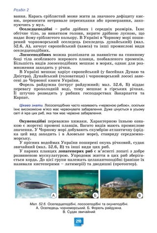 Розділ 2
218
âàííÿ. Êàðàñü ñðіáëÿñòèé ìîæå æèòè çà çíà÷íîãî äåôіöèòó êèñ-
íþ, ïåðåíîñèòè íåòðèâàëå ïåðåñèõàííÿ àáî ïðîìåðçàííÿ, çàêî-
ïóþ÷èñü ó ìóë.
Îñåëåäöåïîäіáíі – ðèáè äðіáíèõ і ñåðåäíіõ ðîçìіðіâ. Їõíє
îáòі÷íå òіëî, çà âèíÿòêîì ãîëîâè, âêðèòå äðіáíîþ ëóñêîþ, ùî
íàäàє éîìó ñðіáëÿñòîãî êîëüîðó. Â Óêðàїíі â ×îðíîìó ìîðі ïîøè-
ðåíèé ÷îðíîìîðñüêèé îñåëåäåöü (îñåëåäåöü äóíàéñüêèé) (ìàë.
52.6, À), àí÷îóñ єâðîïåéñüêèé (õàìñà) òà іíøі ïðîìèñëîâі âèäè
îñåëåäöåïîäіáíèõ.
Ëîñîñåïîäіáíèõ ìîæíà ðîçïіçíàòè çà íàÿâíіñòþ íà ñïèííîìó
áîöі òіëà îñîáëèâîãî æèðîâîãî ïëàâöÿ, ïîçáàâëåíîãî ïðîìåíіâ.
Áіëüøіñòü âèäіâ ëîñîñåïîäіáíèõ ìåøêàє â ìîðÿõ, îäíàê äëÿ ðîç-
ìíîæåííÿ çàõîäèòü ó ðі÷êè.
Â Óêðàїíі ìåøêàє õàðіóñ єâðîïåéñüêèé (ó áàñåéíàõ Äóíàþ òà
Äíіñòðà). Äóíàéñüêèé (ãîëîâàòèöÿ) і ÷îðíîìîðñüêèé ëîñîñі çàíå-
ñåíі äî ×åðâîíîї êíèãè Óêðàїíè.
Ôîðåëü ðàéäóæíà (ïñòðóã ðàéäóæíèé; ìàë. 52.6, Á) âіääàє
ïåðåâàãó ïðîõîëîäíіé âîäі, òîìó ìåøêàє â ãіðñüêèõ ðі÷êàõ.
Її øòó÷íî ðîçâîäÿòü ó ðèáíèõ ãîñïîäàðñòâàõ Çàêàðïàòòÿ òà
Êàðïàò.
Цікаво знати. Лососеподібних часто називають «червоною рибою», оскільки
їхнє високоякісне м’ясо має червонувате забарвлення. Дуже цінується в усьому
світі й ікра цих риб, яка теж має червоне забарвлення.
Îêóíåïîäіáíі ïåðåâàæíî õèæàêè. Õàðàêòåðíîþ їõíüîþ îçíà-
êîþ є æîðñòêі ïðîìåíі ïëàâöіâ. Áàãàòî âèäіâ ìàþòü ïðîìèñëîâå
çíà÷åííÿ. Ó ×îðíîìó ìîðі äîáóâàþòü ñêóìáðіþ àòëàíòè÷íó (çðіä-
êà öåé âèä çàõîäèòü і â Àçîâñüêå ìîðå), ñòàâðèäó ñåðåäçåìíî-
ìîðñüêó.
Ó ïðіñíèõ âîäîéìàõ Óêðàїíè ïîøèðåíі îêóíü ðі÷êîâèé, ñóäàê
çâè÷àéíèé (ìàë. 52.6, Â) òà іíøі âèäè öèõ ðèá.
Ó ïàðíèõ ïëàâöÿõ ëîïàòåïåðèõ ðèá є ì’ÿñèñòі ëîïàòі ç äîáðå
ðîçâèíåíîþ ìóñêóëàòóðîþ. Óïðîäîâæ æèòòÿ â öèõ ðèá çáåðіãà-
єòüñÿ õîðäà. Äî öієї ãðóïè íàëåæàòü öåëàêàíòîïîäіáíі (ðàíіøå їõ
íàçèâàëè êèñòåïåðèìè – ëàòèìåðії) òà äâîäèøíі (ïðîòîïòåð).
А Б В
Мал. 52.6. Оселедцеподібні, лососеподібні та окунеподібні.
А. Оселедець чорноморський. Б. Форель райдужна.
В. Судак звичайний
 