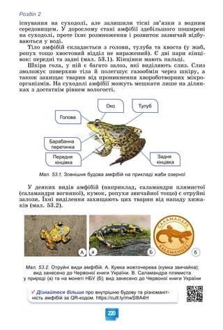 Розділ 2
220
іñíóâàííÿ íà ñóõîäîëі, àëå çàëèøèëè òіñíі çâ’ÿçêè ç âîäíèì
ñåðåäîâèùåì. Ó äîðîñëîìó ñòàíі àìôіáії çäåáіëüøîãî ïîøèðåíі
íà ñóõîäîëі, ïðîòå їõíє ðîçìíîæåííÿ і ðîçâèòîê çàçâè÷àé âіäáó-
âàþòüñÿ ó âîäі.
Òіëî àìôіáіé ñêëàäàєòüñÿ ç ãîëîâè, òóëóáà òà õâîñòà (ó æàá,
ðîïóõ òîùî õâîñòîâèé âіääіë íå âèðàæåíèé). Є äâі ïàðè êіíöі-
âîê: ïåðåäíі òà çàäíі (ìàë. 53.1). Êіíöіâêè ìàþòü ïàëüöі.
Øêіðà ãîëà, ó íіé є áàãàòî çàëîç, ÿêі âèäіëÿþòü ñëèç. Ñëèç
çâîëîæóє ïîâåðõíþ òіëà é ïîëåãøóє ãàçîîáìіí ÷åðåç øêіðó, à
òàêîæ çàõèùàє òâàðèí âіä ïðîíèêíåííÿ õâîðîáîòâîðíèõ ìіêðî-
îðãàíіçìіâ. Íà ñóõîäîëі àìôіáії ìîæóòü ìåøêàòè ëèøå íà äіëÿí-
êàõ ç äîñòàòíіì ðіâíåì âîëîãîñòі.
Око Тулуб
Голова
Передня
кінцівка
Барабанна
перетинка
Задня
кінцівка
Мал. 53.1. Зовнішня будова амфібій на прикладі жаби озерної
Ó äåÿêèõ âèäіâ àìôіáіé (íàïðèêëàä, ñàëàìàíäðè ïëÿìèñòîї
(ñàëàìàíäðè âîãíÿíîї), êóìîê, ðîïóõè çâè÷àéíîї òîùî) є îòðóéíі
çàëîçè. Їõíі âèäіëåííÿ çàõèùàþòü öèõ òâàðèí âіä íàïàäó õèæà-
( ) )
êіâ (ìàë. 53.2).
А а б
Б
Мал. 53.2. Отруйні види амфібій. А. Кумка жовточерева (кумка звичайна);
вид занесено до Червоної книги України. В. Саламандра плямиста
у природі (а) та на монеті НБУ (б); вид занесено до Червоної книги України
Дізнайтеся більше про внутрішню будову та різноманіт-
ність амфібій за QR-кодом. https://cutt.ly/mwSl8A4H
 