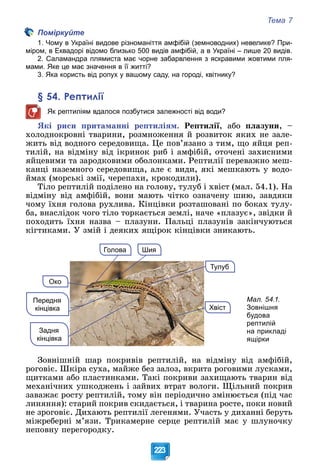 Тема 7
223
Поміркуйте
1. Чому в Україні видове різноманіття амфібій (земноводних) невелике? При-
міром, в Еквадорі відомо близько 500 видів амфібій, а в Україні – лише 20 видів.
2. Саламандра плямиста має чорне забарвлення з яскравими жовтими пля-
мами. Яке це має значення в її житті?
3. Яка користь від ропух у вашому саду, на городі, квітнику?
§ 54. Рептилії
Як рептиліям вдалося позбутися залежності від води?
ßêі ðèñè ïðèòàìàííі ðåïòèëіÿì. Ðåïòèëії, àáî ïëàçóíè, –
õîëîäíîêðîâíі òâàðèíè, ðîçìíîæåííÿ é ðîçâèòîê ÿêèõ íå çàëå-
æèòü âіä âîäíîãî ñåðåäîâèùà. Öå ïîâ’ÿçàíî ç òèì, ùî ÿéöÿ ðåï-
òèëіé, íà âіäìіíó âіä іêðèíîê ðèá і àìôіáіé, îòî÷åíі çàõèñíèìè
ÿéöåâèìè òà çàðîäêîâèìè îáîëîíêàìè. Ðåïòèëії ïåðåâàæíî ìåø-
êàíöі íàçåìíîãî ñåðåäîâèùà, àëå є âèäè, ÿêі ìåøêàþòü ó âîäî-
éìàõ (ìîðñüêі çìії, ÷åðåïàõè, êðîêîäèëè).
Òіëî ðåïòèëіé ïîäіëåíî íà ãîëîâó, òóëóá і õâіñò (ìàë. 54.1). Íà
âіäìіíó âіä àìôіáіé, âîíè ìàþòü ÷іòêî îçíà÷åíó øèþ, çàâäÿêè
÷îìó їõíÿ ãîëîâà ðóõëèâà. Êіíöіâêè ðîçòàøîâàíі ïî áîêàõ òóëó-
áà, âíàñëіäîê ÷îãî òіëî òîðêàєòüñÿ çåìëі, íà÷å «ïëàçóє», çâіäêè é
ïîõîäèòü їõíÿ íàçâà – ïëàçóíè. Ïàëüöі ïëàçóíіâ çàêіí÷óþòüñÿ
êіãòèêàìè. Ó çìіé і äåÿêèõ ÿùіðîê êіíöіâêè çíèêàþòü.
Тулуб
Шия
Хвіст
Голова
Око
Задня
кінцівка
Передня
кінцівка
Мал. 54.1.
Зовнішня
будова
рептилій
на прикладі
ящірки
Çîâíіøíіé øàð ïîêðèâіâ ðåïòèëіé, íà âіäìіíó âіä àìôіáіé,
ðîãîâіє. Øêіðà ñóõà, ìàéæå áåç çàëîç, âêðèòà ðîãîâèìè ëóñêàìè,
ùèòêàìè àáî ïëàñòèíêàìè. Òàêі ïîêðèâè çàõèùàþòü òâàðèí âіä
ìåõàíі÷íèõ óøêîäæåíü і çàéâèõ âòðàò âîëîãè. Ùіëüíèé ïîêðèâ
çàâàæàє ðîñòó ðåïòèëіé, òîìó âіí ïåðіîäè÷íî çìіíþєòüñÿ (ïіä ÷àñ
ëèíÿííÿ): ñòàðèé ïîêðèâ ñêèäàєòüñÿ, і òâàðèíà ðîñòå, ïîêè íîâèé
íå çðîãîâіє. Äèõàþòü ðåïòèëії ëåãåíÿìè. Ó÷àñòü ó äèõàííі áåðóòü
ìіæðåáåðíі ì’ÿçè. Òðèêàìåðíå ñåðöå ðåïòèëіé ìàє ó øëóíî÷êó
íåïîâíó ïåðåãîðîäêó.
 