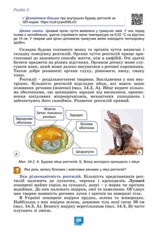 Розділ 2
224
Дізнайтеся більше про внутрішню будову рептилій за
QR-кодом. https://cutt.ly/pwSl8LcO
Цікаво знати. Цікавий орган чуття виявлено у гримучих змій. У них перед
очима є заглиблення, здатне сприймати зміни температури на 0,02 C на відстані
до 15 см. У темряві цей орган допомагає гримучим зміям знаходити теплокровну
здобич.
Ñêëàäíà áóäîâà ãîëîâíîãî ìîçêó òà îðãàíіâ ÷óòòÿ âèçíà÷àє і
ñêëàäíó ïîâåäіíêó ðåïòèëіé. Îðãàíè ÷óòòÿ ðåïòèëіé êðàùå ïðè-
ñòîñîâàíі äî íàçåìíîãî ñïîñîáó æèòòÿ, íіæ â àìôіáіé. Î÷і çäàòíі
áà÷èòè ïðåäìåòè íà ðіçíèõ âіäñòàíÿõ. Îðãàíîì äîòèêó ìîæå ñëó-
ãóâàòè ÿçèê, ÿêèé ìîæå äàëåêî âèñóâàòèñÿ ç ðîòîâîї ïîðîæíèíè.
Òàêîæ äîáðå ðîçâèíåíі îðãàíè ñëóõó, ðіâíîâàãè, íþõó, ñìàêó
òîùî.
Ðåïòèëії – ðîçäіëüíîñòàòåâі òâàðèíè. Çàïëіäíåííÿ ó íèõ âíó-
òðіøíє. Áіëüøіñòü ðåïòèëіé âіäêëàäàє ÿéöÿ, ÿêі ìàþòü çàïàñ
ïîæèâíèõ ðå÷îâèí (æîâòîê) (ìàë. 54.2, À). ßéöå âêðèòå êіëüêî-
ìà îáîëîíêàìè, ùî çàõèùàþòü çàðîäîê âіä âèñèõàííÿ, ïðîíèê-
íåííÿ øêіäëèâèõ ìіêðîîðãàíіçìіâ, ìåõàíі÷íèõ óøêîäæåíü і
çàáåçïå÷óþòü éîãî ãàçîîáìіí. Ðîçâèòîê ðåïòèëіé ïðÿìèé.
Зародкова
оболонка
Шкаралупа
Зародок
Білкова
оболонка
Жовток
Запас поживних
речовин
А
Б
Мал. 54.2. А. Будова яйця рептилій. Б. Вихід молодого крокодила з яйця
Яка роль запасу білкових і жовткових речовин у яйці рептилій?
ßêà ðіçíîìàíіòíіñòü ðåïòèëіé. Áіëüøіñòü ïðåäñòàâíèêіâ ðåï-
òèëіé íàëåæèòü äî ëóñêàòèõ, ÷åðåïàõ і êðîêîäèëіâ. Ëóñêàòі
ïîøèðåíі ìàéæå ñêðіçü íà ñóõîäîëі, äåÿêі – ó ìîðÿõ ÷è ïðіñíèõ
âîäîéìàõ. Äî íèõ íàëåæàòü ÿùіðêè, çìії òà õàìåëåîíè. Îá’єäíóє
öèõ òâàðèí íàÿâíіñòü ðîãîâèõ ëóñîê і ùèòêіâ íà ïîâåðõíі òіëà.
Â Óêðàїíі ïîøèðåíі ÿùіðêè ïðóäêà, çåëåíà òà æèâîðîäíà.
Íàéáіëüøà ç íèõ ÿùіðêà çåëåíà, äîâæèíà òіëà ÿêîї ñÿãàє 30 ñì
(ìàë. 54.3, À). Áåçíîãó ÿùіðêó âåðåòіëüíèöþ (ìàë. 54.3, Á) ÷àñòî
ïëóòàþòü çі çìієþ.
 