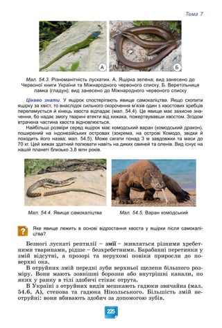 Тема 7
225
А Б
Мал. 54.3. Різноманітність лускатих. А. Ящірка зелена; вид занесено до
Червоної книги України та Міжнародного червоного списку. Б. Веретільниця
ламка (гладун); вид занесено до Міжнародного червоного списку
Цікаво знати. У ящірок спостерігають явище самокаліцтва. Якщо схопити
ящірку за хвіст, то внаслідок сильного скорочення м’язів один з хвостових хребців
переламується й кінець хвоста відпадає (мал. 54.4). Це явище має захисне зна-
чення, бо надає змогу тварині втекти від хижака, пожертвувавши хвостом. Згодом
втрачена частина хвоста відновлюється.
Найбільші розміри серед ящірок має комодський варан (комодський дракон),
поширений на індонезійських островах (зокрема, на острові Комодо, звідки й
походить його назва; мал. 54.5). Може сягати понад 3 м завдовжки та маси до
70 кг. Цей хижак здатний полювати навіть на диких свиней та оленів. Вид існує на
нашій планеті близько 3,8 млн років.
Мал. 54.4. Явище самокаліцтва Мал. 54.5. Варан комодський
Яке явище лежить в основі відростання хвоста у ящірки після самокалі-
цтва?
Áåçíîãі ëóñêàòі ðåïòèëії – çìії – æèâëÿòüñÿ ðіçíèìè õðåáåò-
ї
íèìè òâàðèíàìè, ðіäøå – áåçõðåáåòíèìè. Áàðàáàííі ïåðåòèíêè ó
çìіé âіäñóòíі, à ïðîçîðі òà íåðóõîìі ïîâіêè ïðèðîñëè äî ïî-
âåðõíі îêà.
Â îòðóéíèõ çìіé ïåðåäíі çóáè âåðõíüîї ùåëåïè áіëüøîãî ðîç-
ìіðó. Âîíè ìàþòü çîâíіøíі áîðîçíè àáî âíóòðіøíі êàíàëè, ïî
ÿêèõ ó ðàíêó â òіëі çäîáè÷і ñòіêàє îòðóòà.
Â Óêðàїíі ç îòðóéíèõ âèäіâ ìåøêàþòü ãàäþêè çâè÷àéíà (ìàë.
54.6, À), ñòåïîâà òà ãàäþêà Íіêîëüñüêîãî. Áіëüøіñòü çìіé íå-
îòðóéíі: âîíè âáèâàþòü çäîáè÷ çà äîïîìîãîþ çóáіâ.
 
