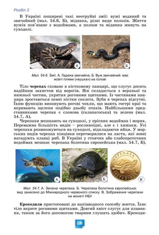 Розділ 2
226
Â Óêðàїíі ïîøèðåíі òàêі íåîòðóéíі çìії: âóæі âîäÿíèé òà
çâè÷àéíèé (ìàë. 54.6, Á), ìіäÿíêà, ðіçíі âèäè ïîëîçіâ. Æèòòÿ
âóæіâ ïîâ’ÿçàíå ç âîäîéìàìè, à ïîëîçè òà ìіäÿíêà æèâóòü íà
ñóõîäîëі.
А Б
Мал. 54.6. Змії. А. Гадюка звичайна. Б. Вуж звичайний: має
жовті плями («вушка») на голові
Òіëî ÷åðåïàõ ñõîâàíå â êіñòêîâîìó ïàíöèðі, ùî ñëóãóє äîñèòü
íàäіéíèì çàõèñòîì âіä âîðîãіâ. Âіí ñêëàäàєòüñÿ ç âåðõíüîї òà
íèæíüîї ÷àñòèí, óêðèòèõ ðîãîâèìè ùèòêàìè. Іç ÷àñòèíàìè ïàí-
öèðà çðîñòàþòüñÿ ïåâíі êіñòêè ñêåëåòà. Çóáè â ÷åðåïàõ âіäñóòíі.
Їõíþ ôóíêöіþ âèêîíóþòü ðîãîâі ÷îõëè, ùî ìàþòü ãîñòðі êðàї òà
âêðèâàþòü ùåëåïè ïîäіáíî äçüîáó ïòàõіâ. Íàéáіëüøèìè ïðåä-
ñòàâíèêàìè ÷åðåïàõ є ñëîíîâà (ãàëàïàãîñüêà) òà çåëåíà (ìàë.
54.7, À).
×åðåïàõè ìåøêàþòü íà ñóõîäîëі, ó ïðіñíèõ âîäîéìàõ і ìîðÿõ.
Ïåðåâàæíà áіëüøіñòü âèäіâ – ðîñëèíîїäíі, àëå є і õèæàêè. Óñі
÷åðåïàõè ðîçìíîæóþòüñÿ íà ñóõîäîëі, âіäêëàäàþ÷è ÿéöÿ. Ó ìîð-
ñüêèõ âèäіâ ÷åðåïàõ êіíöіâêè ïåðåòâîðèëèñÿ íà ëàñòè, ÿêі çîâíі
íàãàäóþòü ïëàâöі ðèá. Â Óêðàїíі ó ñòîÿ÷èõ àáî ñëàáîïðîòî÷íèõ
âîäîéìàõ ìåøêàє ÷åðåïàõà áîëîòÿíà єâðîïåéñüêà (ìàë. 54.7, Á).
А В
Б
Мал. 54.7. А. Зелена черепаха. Б. Черепаха болотяна європейська;
вид занесено до Міжнародного червоного списку. В. Зображення черепахи
на монеті НБУ
Êðîêîäèëè ïðèñòîñîâàíі äî íàïіââîäíîãî ñïîñîáó æèòòÿ. Їõíє
òіëî âêðèòå ðîãîâèìè ùèòêàìè. Äîâãèé õâіñò ñëóãóє äëÿ ïëàâàí-
íÿ, òàêîæ çà éîãî äîïîìîãîþ òâàðèíè ãëóøàòü çäîáè÷. Êðîêîäè-
 
