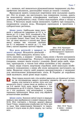 Тема 7
227
ëè – õèæàêè, ÿêі æèâëÿòüñÿ ðіçíîìàíіòíèìè òâàðèíàìè: âіä áåç-
õðåáåòíèõ (ìîëþñêè, ðàêîïîäіáíі òîùî) äî ïòàõіâ і ññàâöіâ.
Êðîêîäèëè ìàþòü ïëàâàëüíі ïåðåòèíêè ìіæ ïàëüöÿìè çàäíіõ
íіã. Î÷і òà íіçäðі, ùî âèñòóïàþòü íàä ïîâåðõíåþ ãîëîâè, äàþòü
їì ìîæëèâіñòü äèõàòè àòìîñôåðíèì ïîâіòðÿì і ñïîñòåðіãàòè
äîâêîëà, ïåðåáóâàþ÷è ó âîäі. Ñàìêè âіäêëàäàþòü ÿéöÿ ó ãíіçäî â
ïіñêó. Ó áàãàòüîõ âèäіâ ñàìêè âèÿâëÿþòü òóðáîòó ïðî íàùàäêіâ,
îõîðîíÿþ÷è êëàäêó ÿєöü. Ïîøèðåíі êðîêîäèëè â òðîïі÷íèõ і
ñóáòðîïі÷íèõ ðåãіîíàõ.
Цікаво знати. Найбільшим серед кроко-
дилів є гребінчастий (завдовжки до 6,3 м та
масою до 1,5 т) (мал. 54.8), поширений у Пів-
денно-Східній Азії, береговій смузі Австралії,
на островах Океанії, Нової Гвінеї. Він цікавий
тим, що може мешкати в солоній воді. Дещо
менші розміри має нільський крокодил
(до 6,1 м завдовжки та масою до 1 т), який
живе у прісних водоймах тропічної Африки.
ßêà ðîëü ðåïòèëіé ó ïðèðîäі òà
æèòòі ëþäèíè. Áіëüøіñòü ðåïòèëіé –
õèæàêè. Çìії çíèùóþòü âåëèêó êіëü-
êіñòü ãðèçóíіâ, à ÿùіðêè – êîìàõ, ñåðåä ÿêèõ є áàãàòî øêіäíèêіâ
ñіëüñüêîãî ãîñïîäàðñòâà. Ðåïòèëії є ïîæèâîþ äëÿ ðіçíèõ òâàðèí
(çîêðåìà, ïåâíèõ âèäіâ ïòàõіâ і ññàâöіâ). Äåÿêі âèäè çìіé, ÷åðå-
ïàõ, êðîêîäèëіâ, à òàêîæ їõíі ÿéöÿ ñïîæèâàє â їæó ëþäèíà.
Іíîäі ëþäè ñòàþòü æåðòâàìè îòðóéíèõ çìіé âíàñëіäîê íåîáå-
ðåæíîãî ïîâîäæåííÿ ç íèìè àáî êîëè âèïàäêîâî íàñòóïàþòü íà
çìіþ. Âîäíî÷àñ îòðóòó çìіé øèðîêî âèêîðèñòîâóþòü ó ìåäèöèíі
äëÿ âèãîòîâëåííÿ ðіçíîìàíіòíèõ ëіêіâ. Â Óêðàїíі äî îòðóéíèõ
çìіé íàëåæàòü ëèøå ðіçíі âèäè ãàäþê.
Якщо людину вкусила змія, слід негайно звернутись до лікувальної устано-
ви, де постраждалому введуть протизміїну сироватку. До цього укушену
людину слід покласти в затінок, після чого слід
висмоктати отруту з ранки (якщо це зробити не пізні-
ше 5–8 хвилин після укусу, можна вивести з тіла
постраждалого до 40 % отрути). Рідину, яку висмокта-
ли з тіла укушеного, слід випльовувати, а ротову
порожнину прополоскати. Місце укусу слід обробити
антисептичними засобами.
Цікаво знати. Значення зміїної отрути в медицині
знайшло своє відображення в символі медицини (мал.
54.9). Його пов’язують з богинею здоров’я Давньої
Греції Гігіеєю, неодмінними атрибутами якої були змія
та чаша. Змія символізувала безсмертя та смерть,
оскільки її отрута може як убити людину, так і виліку-
вати.
Мал. 54.8. Крокодил
гребінчастий; вид занесено
до Міжнародного червоного
списку
Мал. 54.9. Чаша
зі змією – символ
медицини
 