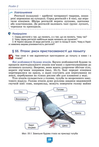 Розділ 2
228
Узагальнення
Ðåïòèëії (ïëàçóíè) – õðåáåòíі ÷îòèðèíîãі òâàðèíè, ïîøè-
ðåíі ïåðåâàæíî íà ñóõîäîëі. Ñåðåä ðåïòèëіé є é òàêі, ùî âòðà-
òèëè êіíöіâêè. Øêіðà ðåïòèëіé âêðèòà ëóñêàìè, ùèòêàìè
àáî ïëàñòèíêàìè. Äî ðåïòèëіé íàëåæàòü òàêі ãðóïè: ëóñêàòі,
÷åðåïàõè òà êðîêîäèëè.
Поміркуйте
1. Серед рептилій є такі, що линяють, а є такі, що не линяють. Чому так?
2. Чому серед рептилій найбільше видів належить до лускатих?
3. В Україні мешкає 23 види рептилій, а у світі їх понад 8 тисяч. Чому в Украї-
ні невелика видова різноманітність рептилій?
§ 55. Птахи: риси пристосованості до польоту
Чим схожі й чим відрізняються пристосування до польоту в комах і в
птахів?
ßêі îñîáëèâîñòі áóäîâè ïòàõіâ. Áàãàòî îñîáëèâîñòåé áóäîâè òà
ïðîöåñіâ æèòòєäіÿëüíîñòі ïòàõіâ ïîâ’ÿçàíі ç ïðèñòîñóâàííÿìè äî
àêòèâíîãî ïîëüîòó. Çîêðåìà, âîíè ìàþòü óêîðî÷åíå îáòі÷íå òіëî,
âêðèòå ïіð’ÿíèì ïîêðèâîì (ìàë. 55.1). Їõíі ïåðåäíі êіíöіâêè
ïåðåòâîðèëèñÿ íà êðèëà, à çàäíі ñëóãóþòü äëÿ ïåðåñóâàííÿ ïî
çåìëі, ïåðåáóâàííÿ íà ãіëêàõ ðîñëèí àáî äëÿ ïëàâàííÿ ó âîäі.
Òіëî ïòàõіâ ñêëàäàєòüñÿ ç ãîëîâè, òóëóáà òà âêîðî÷åíîãî õâîñ-
òîâîãî âіääіëó. Ãîëîâà ïòàõіâ äóæå ðóõëèâà çàâäÿêè âèäîâæåíіé
ãíó÷êіé øèї: ñîâè, íàïðèêëàä, ìîæóòü ïîâåðòàòè ãîëîâó ìàéæå
Задні
кінцівки
уб
Тулу
Восковиця
Голова
Око
Дзьоб
ла
Крил
Шия
Цівка
Мал. 55.1. Зовнішня будова птаха на прикладі голуба
 